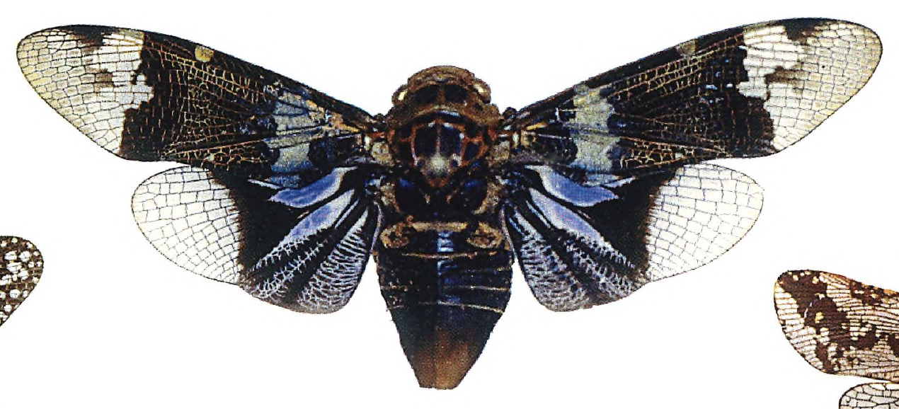 Habitus, dorsal view: !! display not done !! on Scaralis (Scaralis) versicolor Distant, 1906: (Observation).