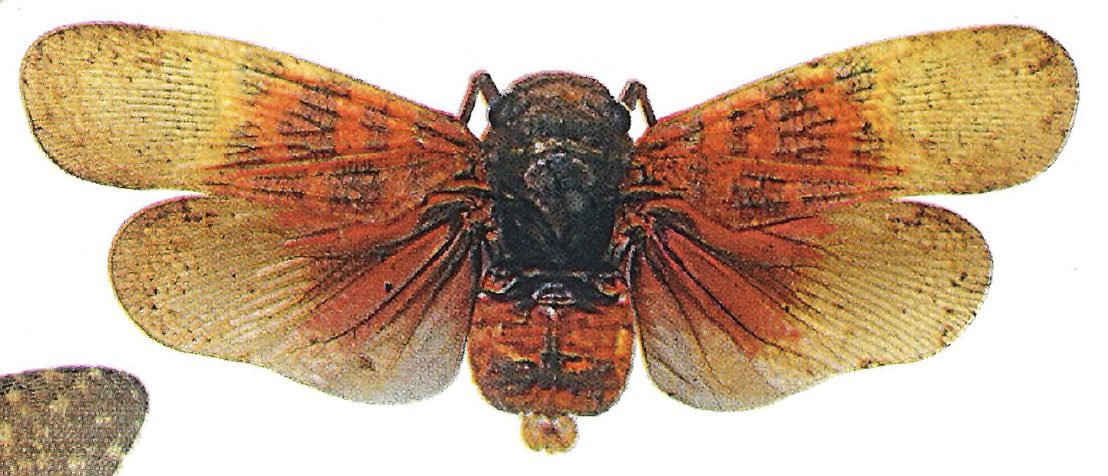 Habitus, dorsal view: !! display not done !! on Jamaicastes baroni Distant, 1906: (Observation).