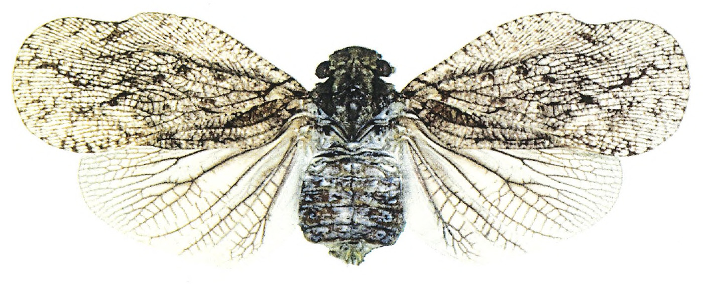 Habitus, dorsal view: !! display not done !! on Flatolystra distincta Nast, 1950: (Observation).