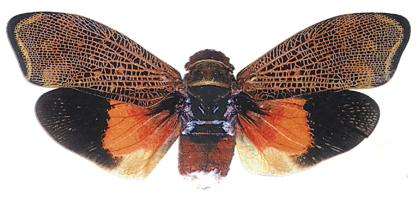 Habitus, dorsal view: !! display not done !! on Amantia peruana Schmidt, 1910: (Observation).