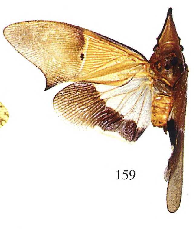 Habitus, dorsal view: !! display not done !! on Odontoptera spectabilis Carreño, 1841: (Observation).