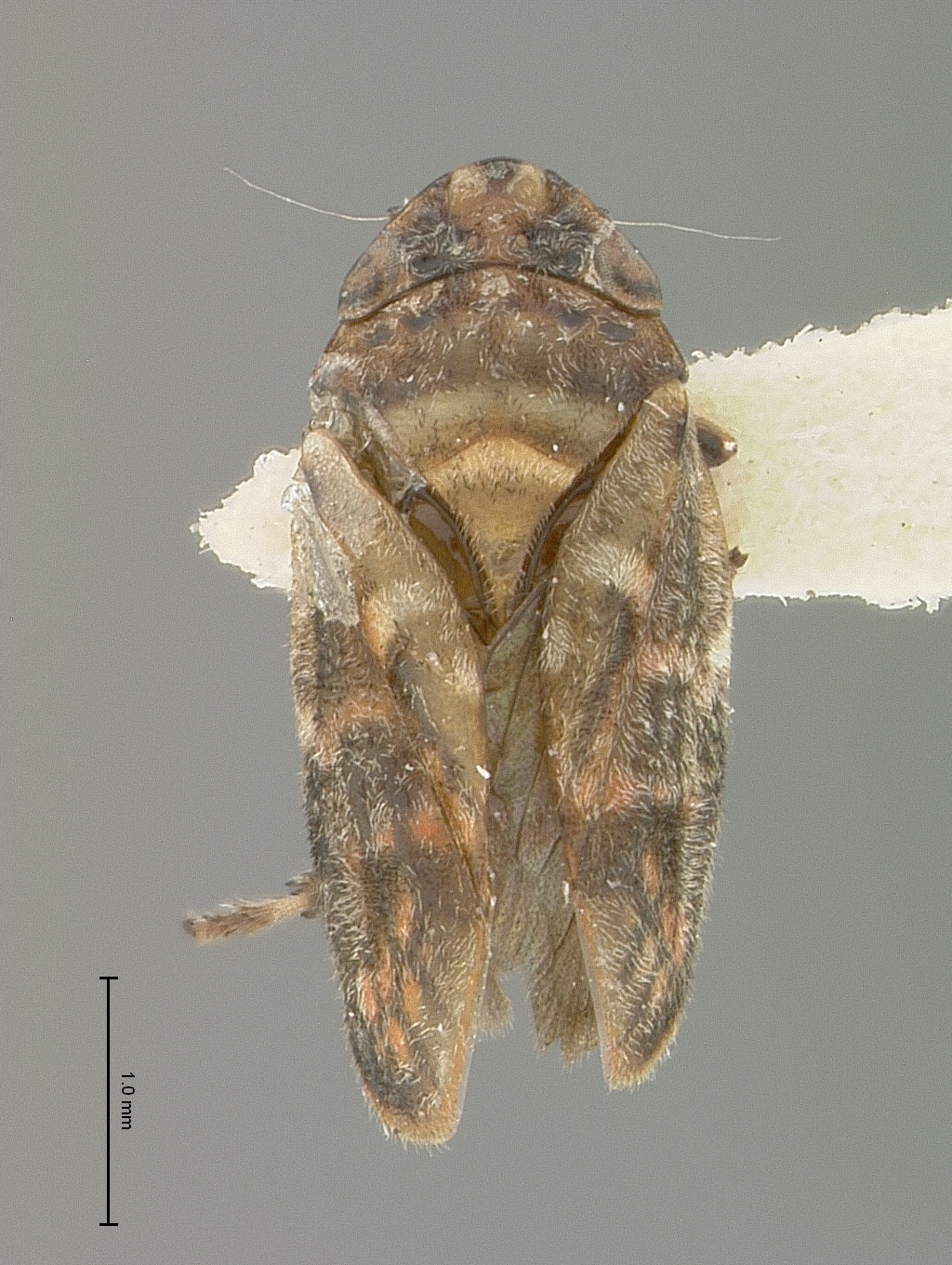 Habitus, dorsal view: !! display not done !! on Dasyoptera variegata (Ramos Alemar, 1957): (Observation).