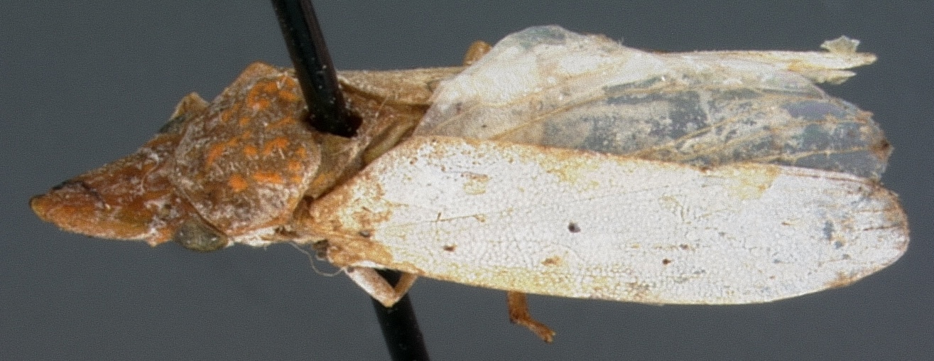 Habitus, lateral view: !! display not done !! on Diestostemma thoracis Young, 1968: Holotype. (Observation).