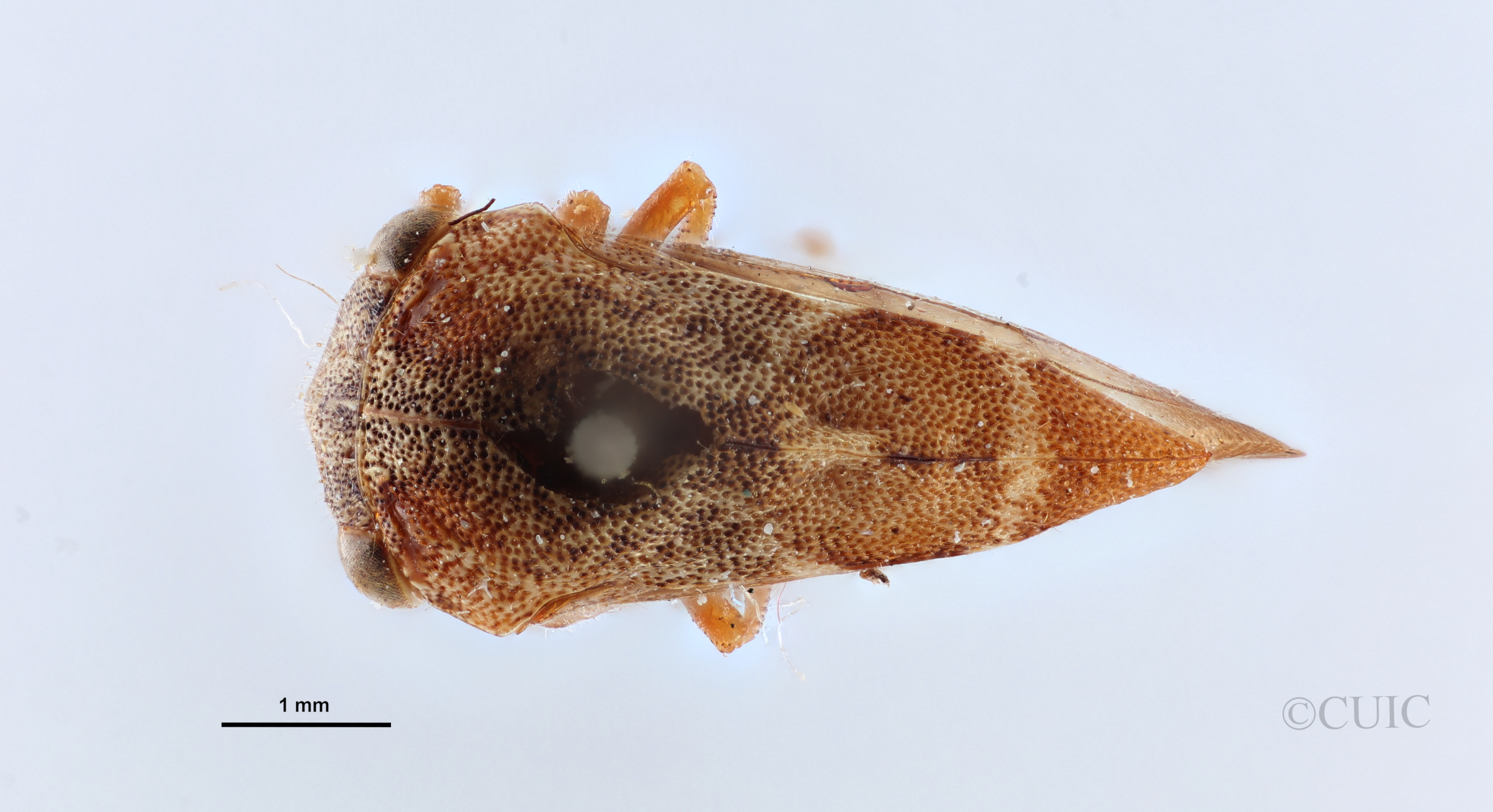 Habitus, dorsal view: !! display not done !! on Cyrtolobus fuscipennis Van Duzee, 1908: (Observation).