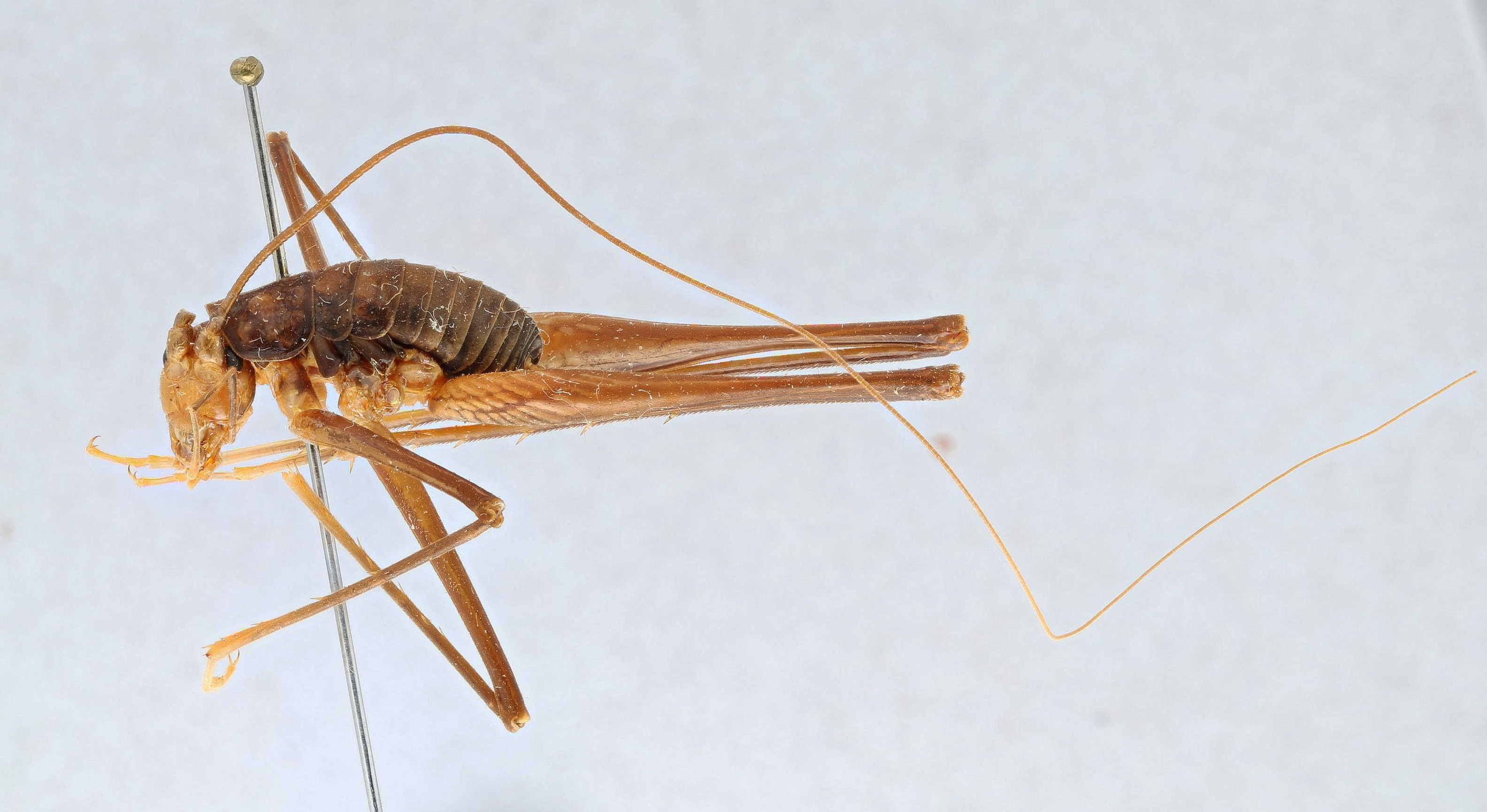CollectionObject 2765671; CNCI 311959, 58488a9a-2195-464e-a397-7bcf0986387d: Euhadenoecus adelphus. Lateral view. (CollectionObject).