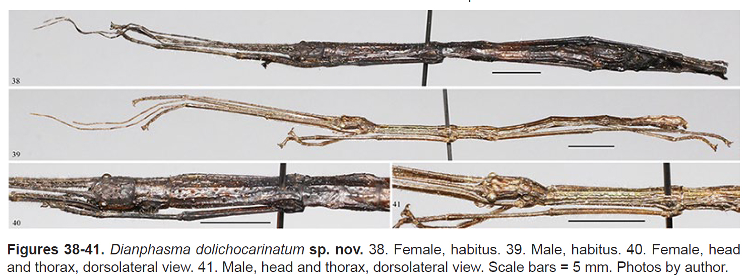 CollectionObject 2767121; f9e39d56-a724-40ec-a260-360b7fd15af1: copyright HKES, photos by George Ho. female (holotype), male (paratype). (CollectionObject).