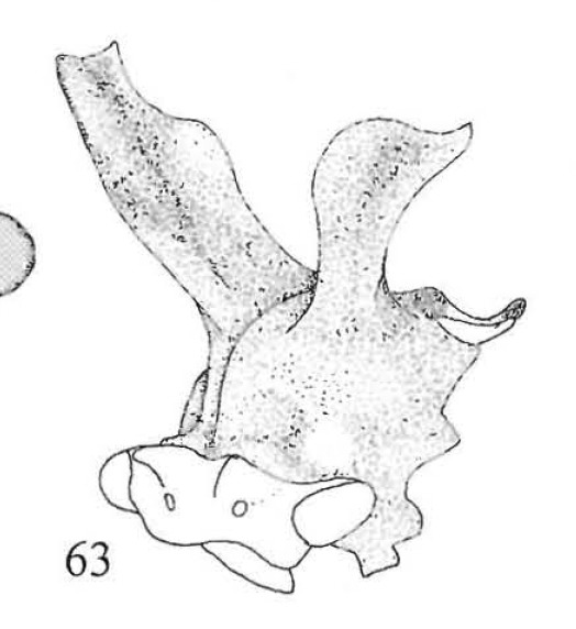 Habitus, lateral view: !! display not done !! on Microcentrus diabolus Cryan, Robertson & Deitz, 2004: (Observation).
