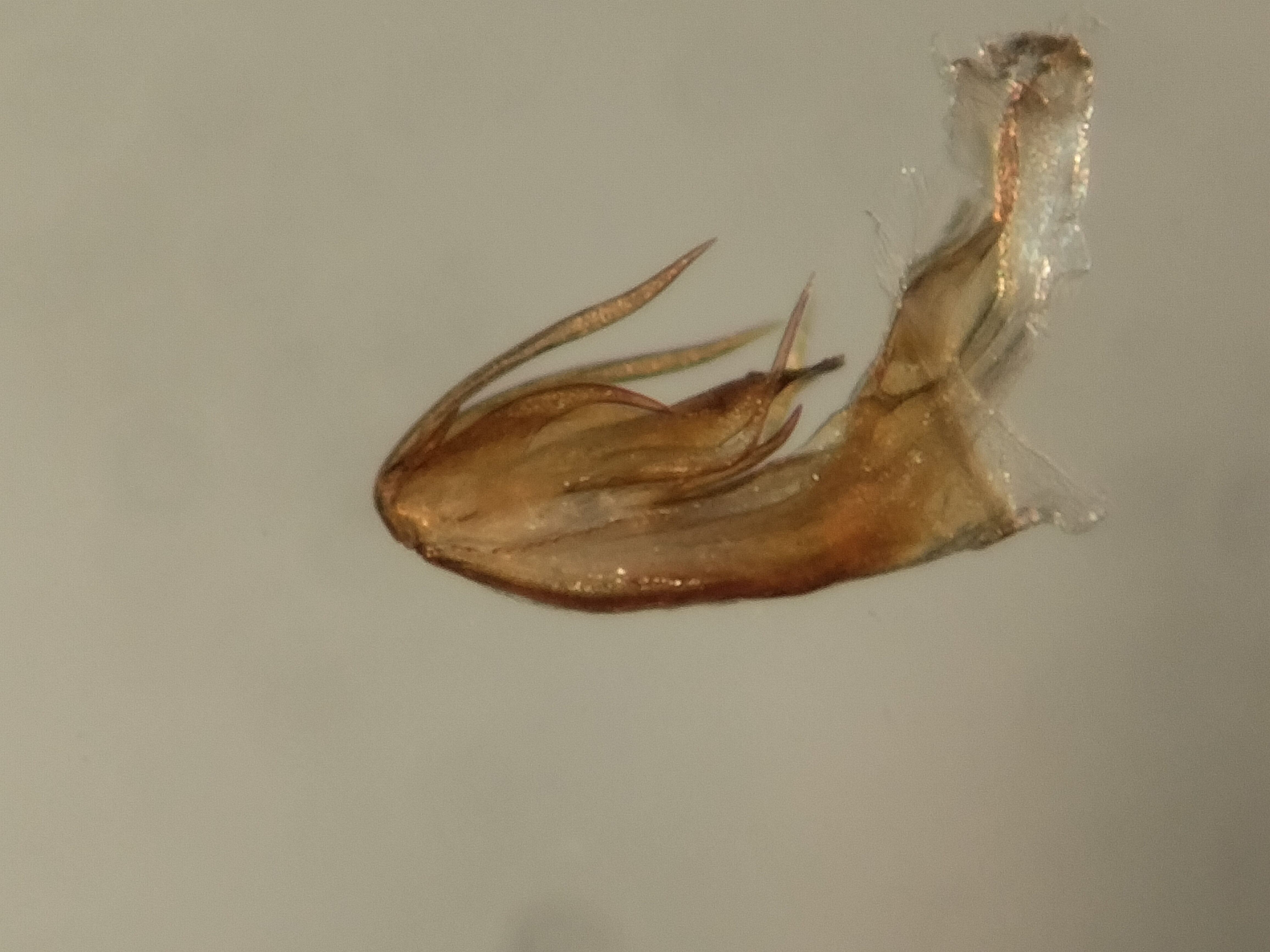 Aedeagus, lateral view: !! display not done !! on Agoo kizini Pinedo-Escatel & Blanco-Rodríguez, 2025: (Observation).