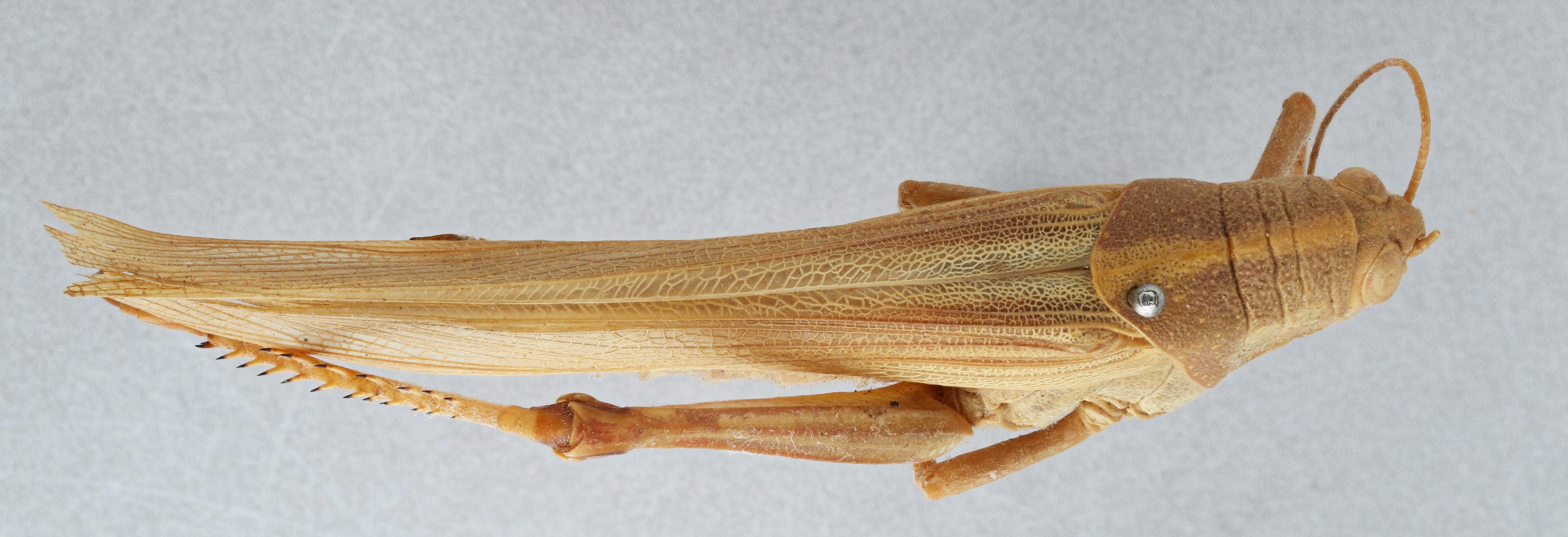 CollectionObject 2775427; d56600d1-9708-417e-9680-3b4779e28d60, CNCI 981680: Schistocerca shoshone. Dorsal View. (CollectionObject).