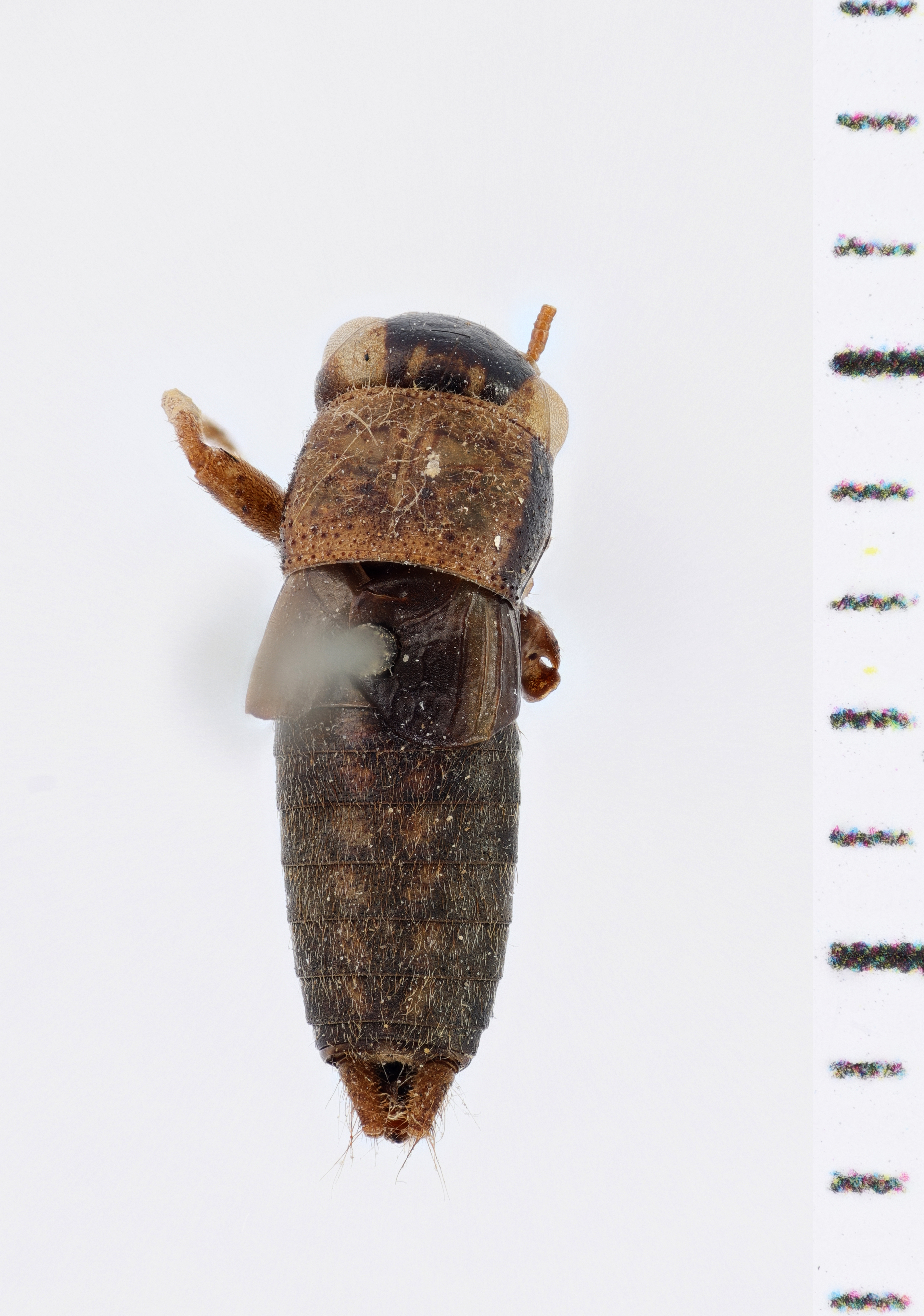 CollectionObject 1506067; 83fd58c7-45d4-404a-84f3-d42a732b1a2c: Male. Syntype. Chile. (CollectionObject).