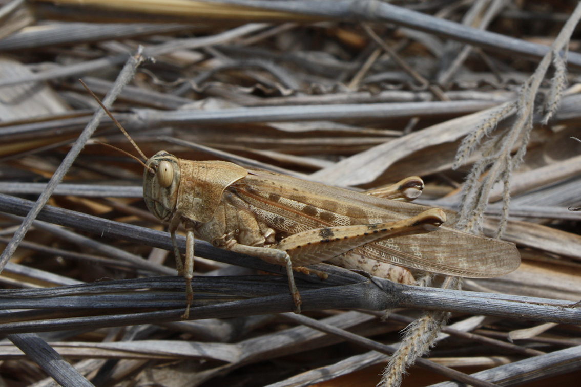 FieldOccurrence 3619; 9c679118-c758-4e4f-8290-e625e6cf09cd; Isla de la Plata, 2012/12/27: female (December 2012). (FieldOccurrence).