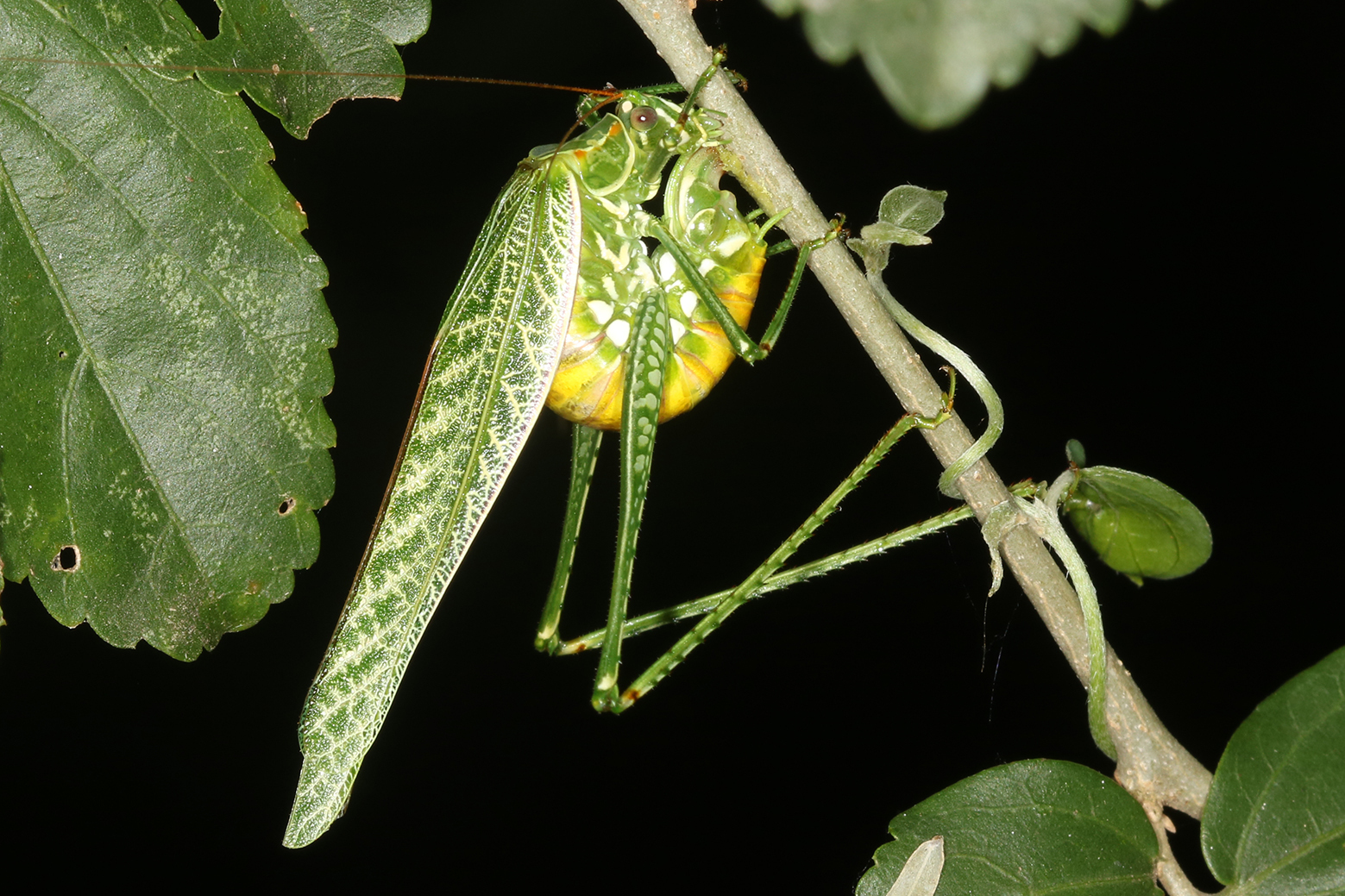 FieldOccurrence 3742; 65aeca84-4ebc-4b62-93ef-9435050a453d; Argentina: Chaco: General Güemes
Parque Nacional El Impenetrable, near field station El Teuco, 2019/12/25: female laying eggs at night (23 h). (FieldOccurrence).