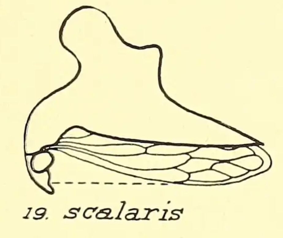 Habitus, lateral view: !! display not done !! on Heliria scalaris (Fairmaire, 1846): (Observation).