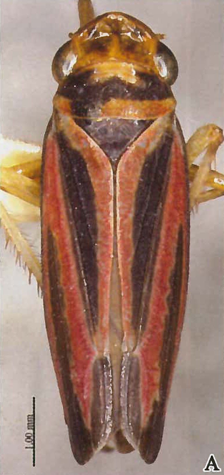 Habitus, dorsal view: !! display not done !! on Evacanthus nigriscutus Li & Wang, 1996: (Observation).