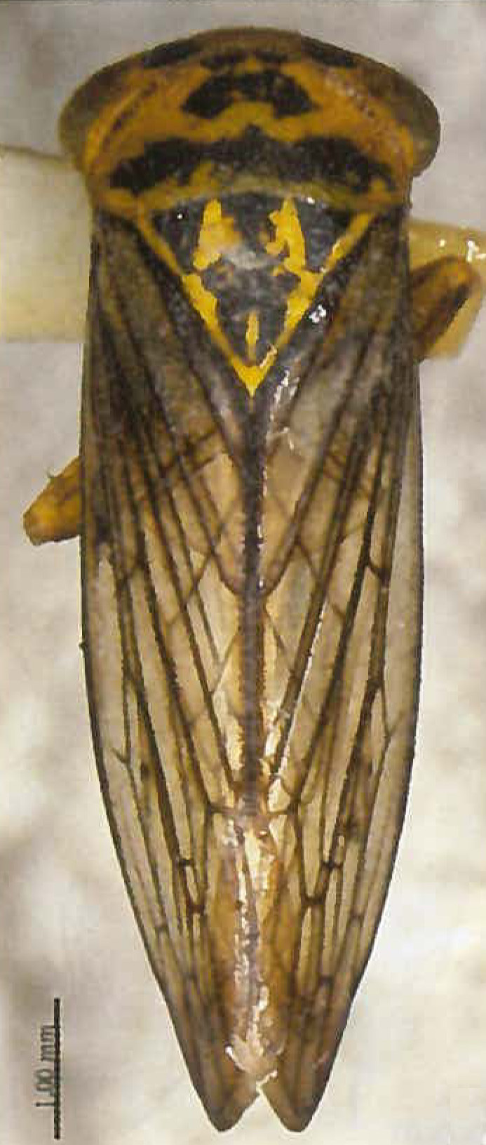 Habitus, dorsal view: !! display not done !! on Flexocerus evodianus Li & Wang, 1997: (Observation).