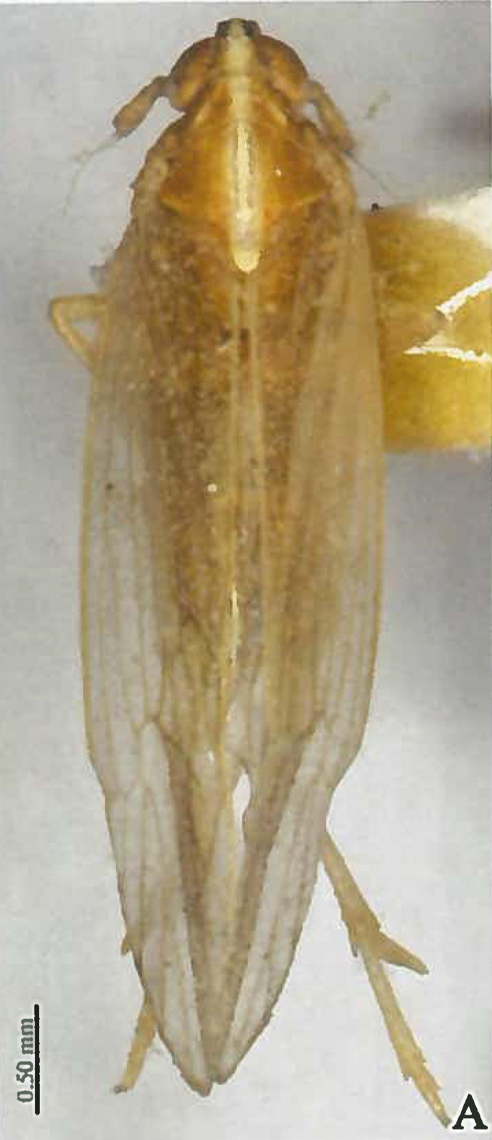 Habitus, dorsal view: (Observation).