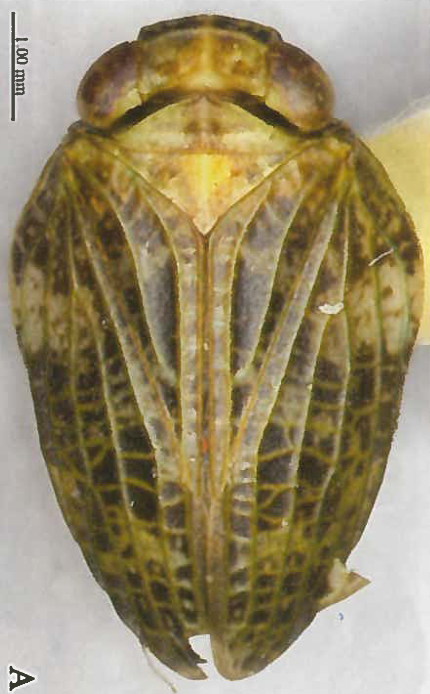 Habitus, dorsal view: !! display not done !! on Thabena lanpingensis Zhang & Chen, 2012: (Observation).