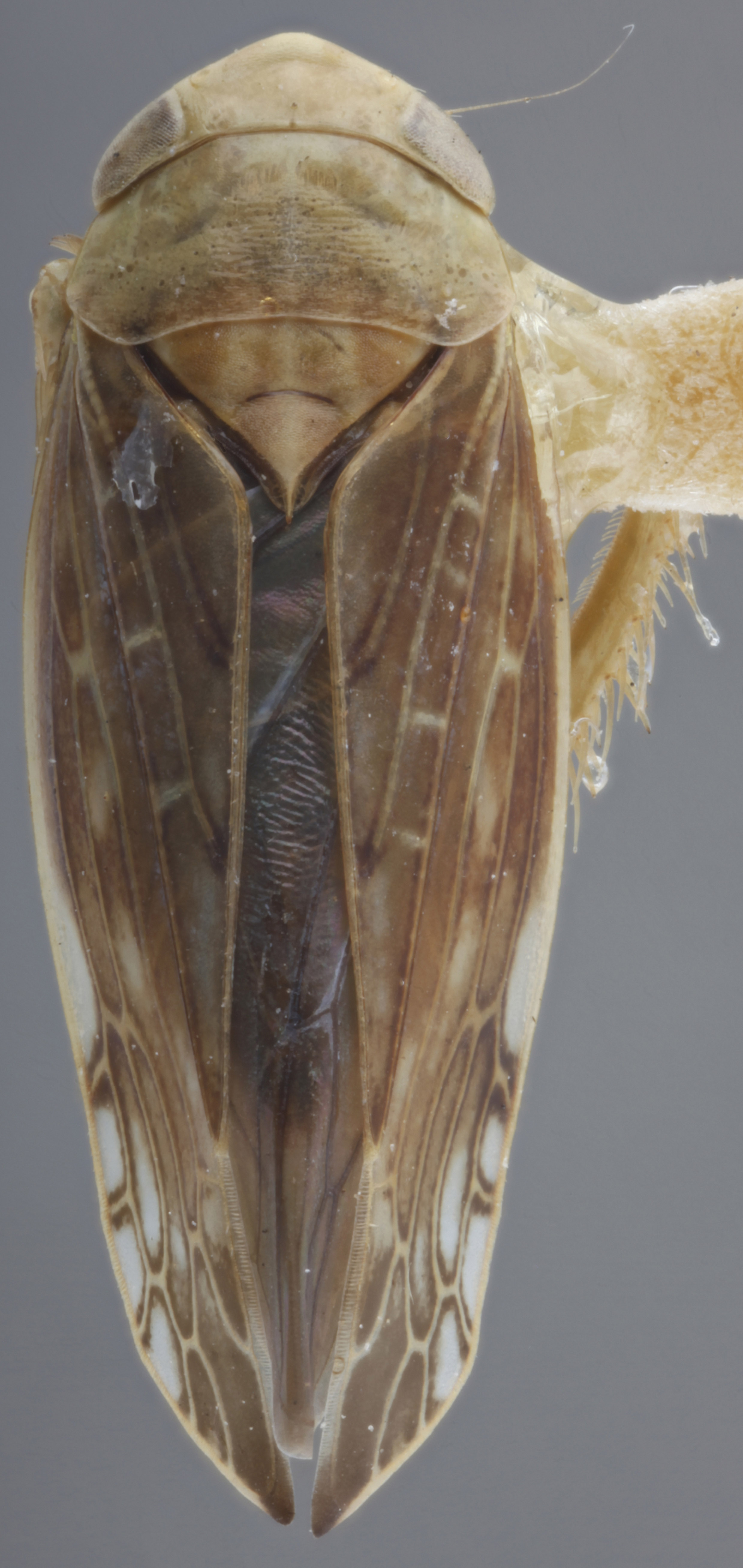 Habitus, dorsal view: !! display not done !! on Acinopterus acuminatus Van Duzee, 1892: Dorsal. (Observation).