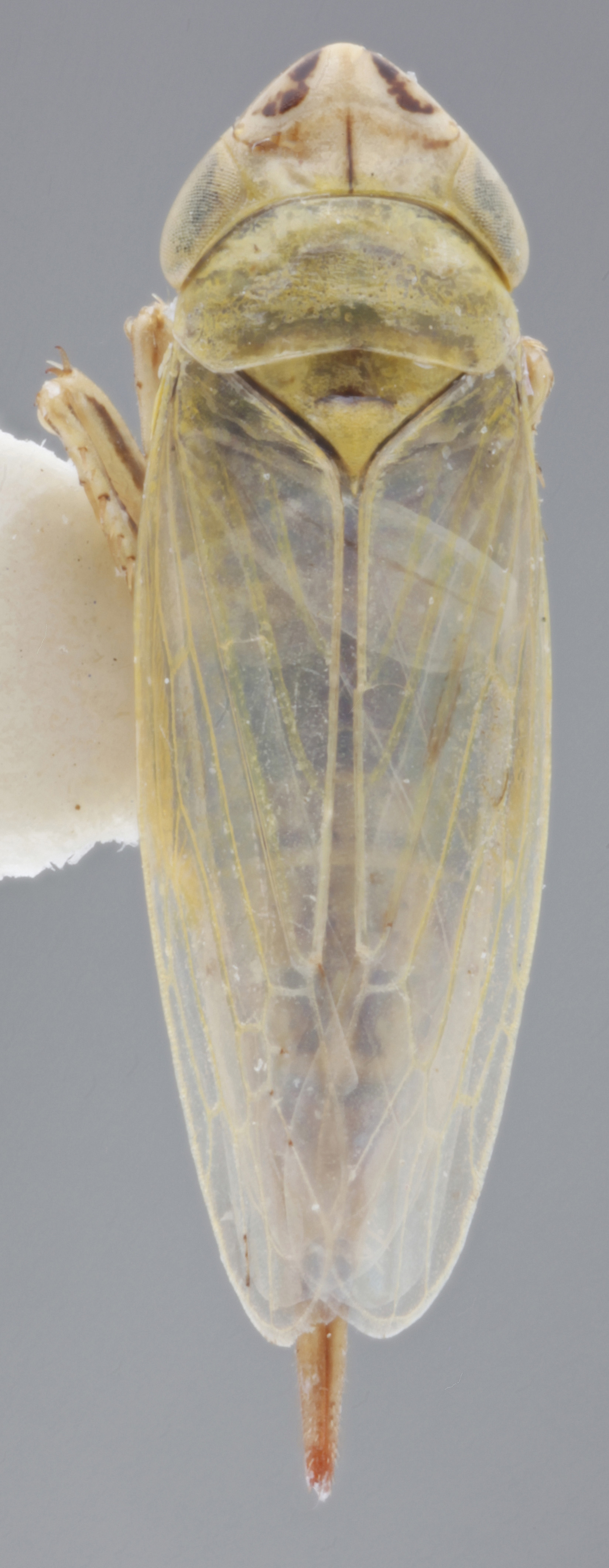 Habitus, dorsal view: !! display not done !! on Aconura (Aconura) jakowlefi Lethierry, 1876: Female Dorsal. (Observation).