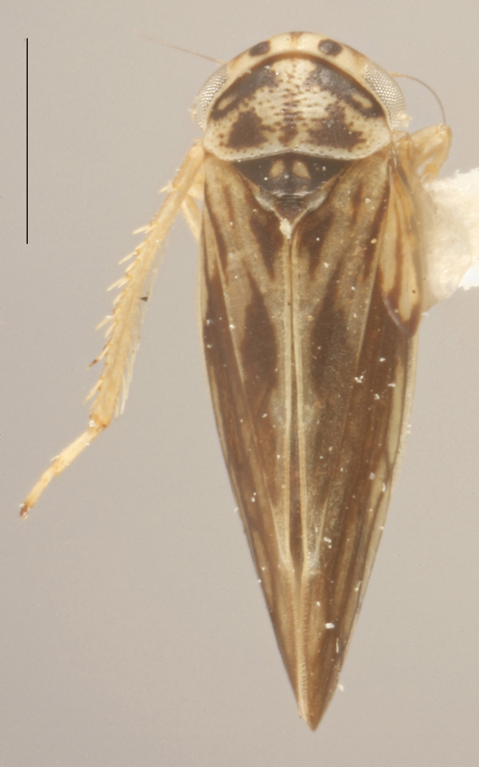 Habitus, dorsal view: Dorsal - Dark. Darker color variation. (Observation).