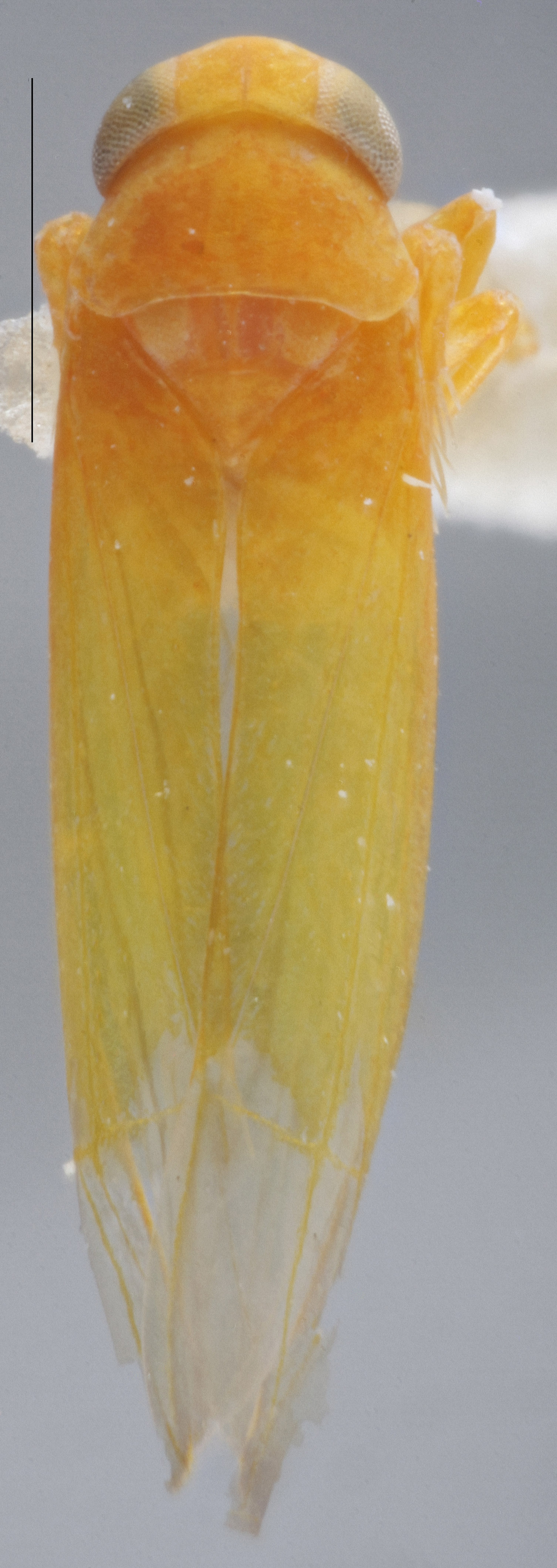 Habitus, dorsal view: !! display not done !! on Alebra aurea (Walsh, 1862): Dorsal. (Observation).