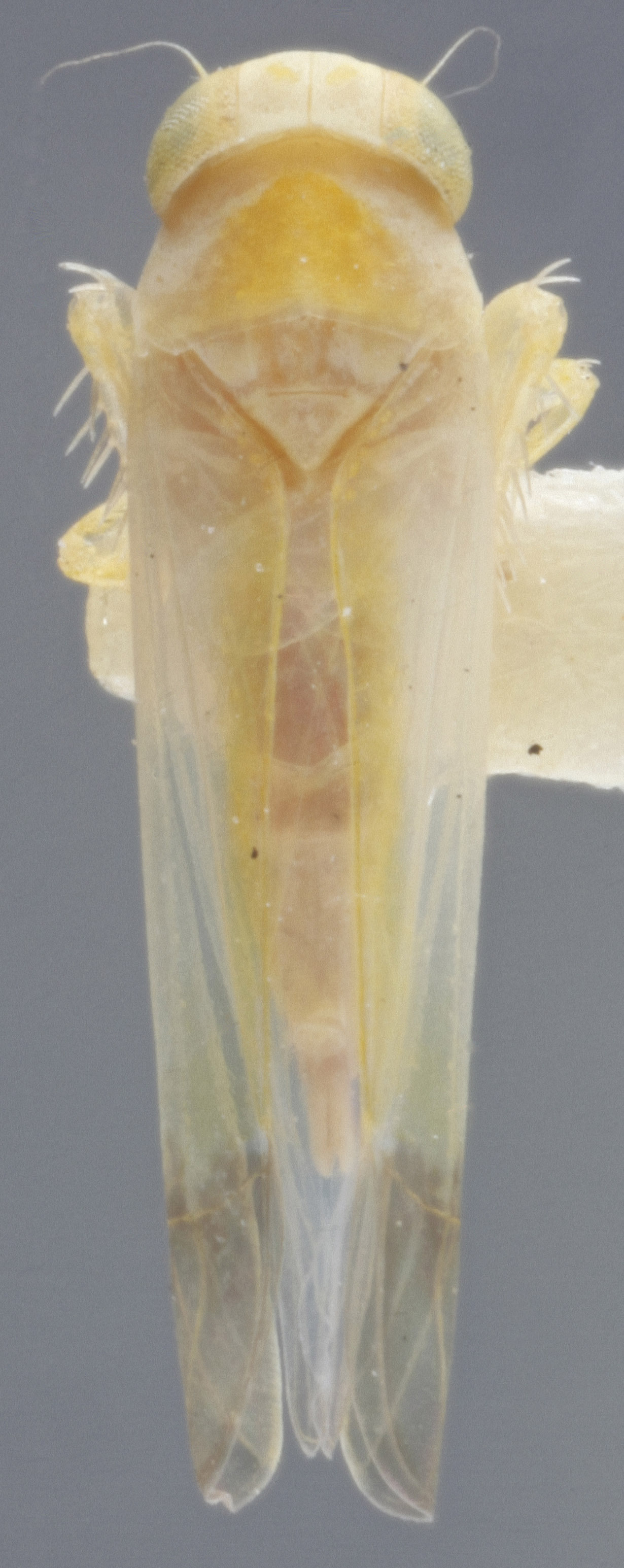 Habitus, dorsal view: !! display not done !! on Alebra bicincta DeLong, 1918: Dorsal. (Observation).