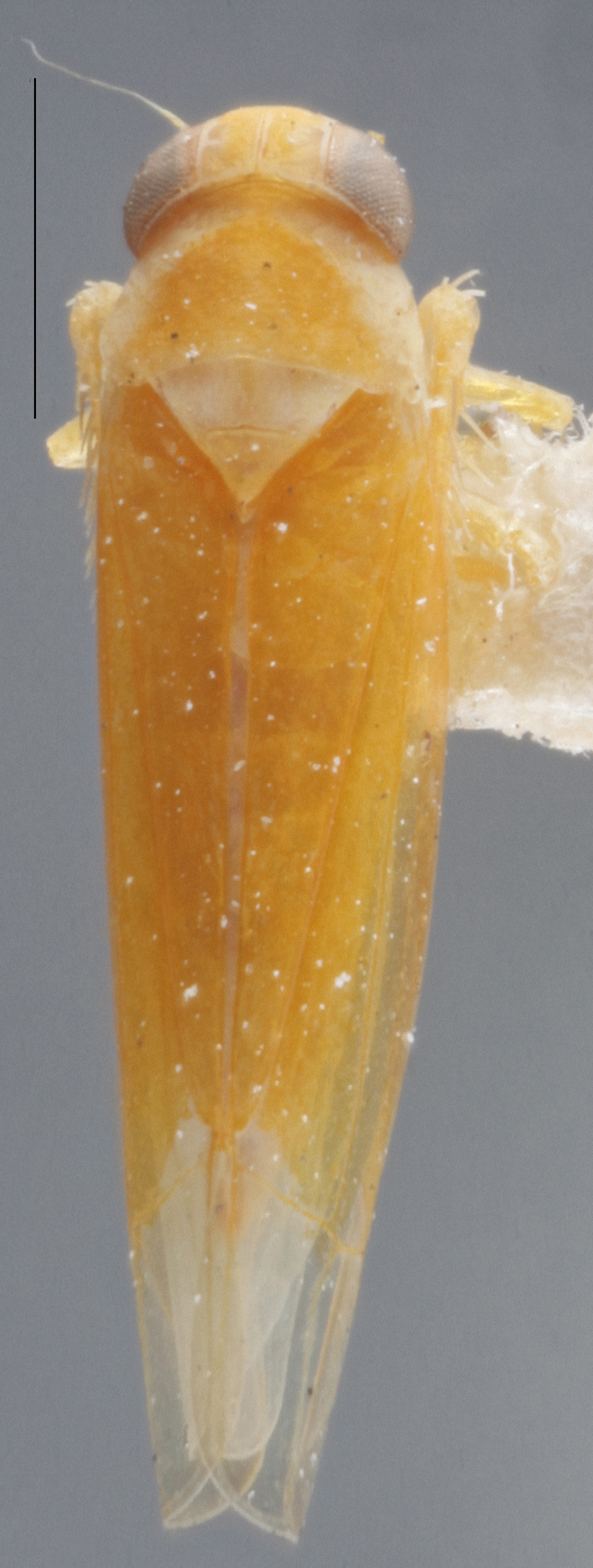 Habitus, dorsal view: !! display not done !! on Alebra rubrafrons DeLong, 1918: Dorsal. (Observation).