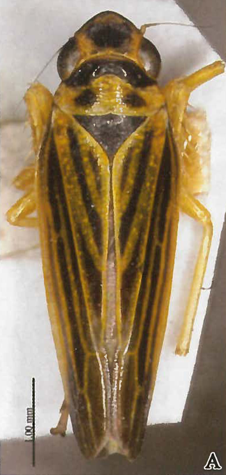 Habitus, dorsal view: !! display not done !! on Evacanthus (Nufrieva) fanjinganus Li & Wang, 1992: (Observation).