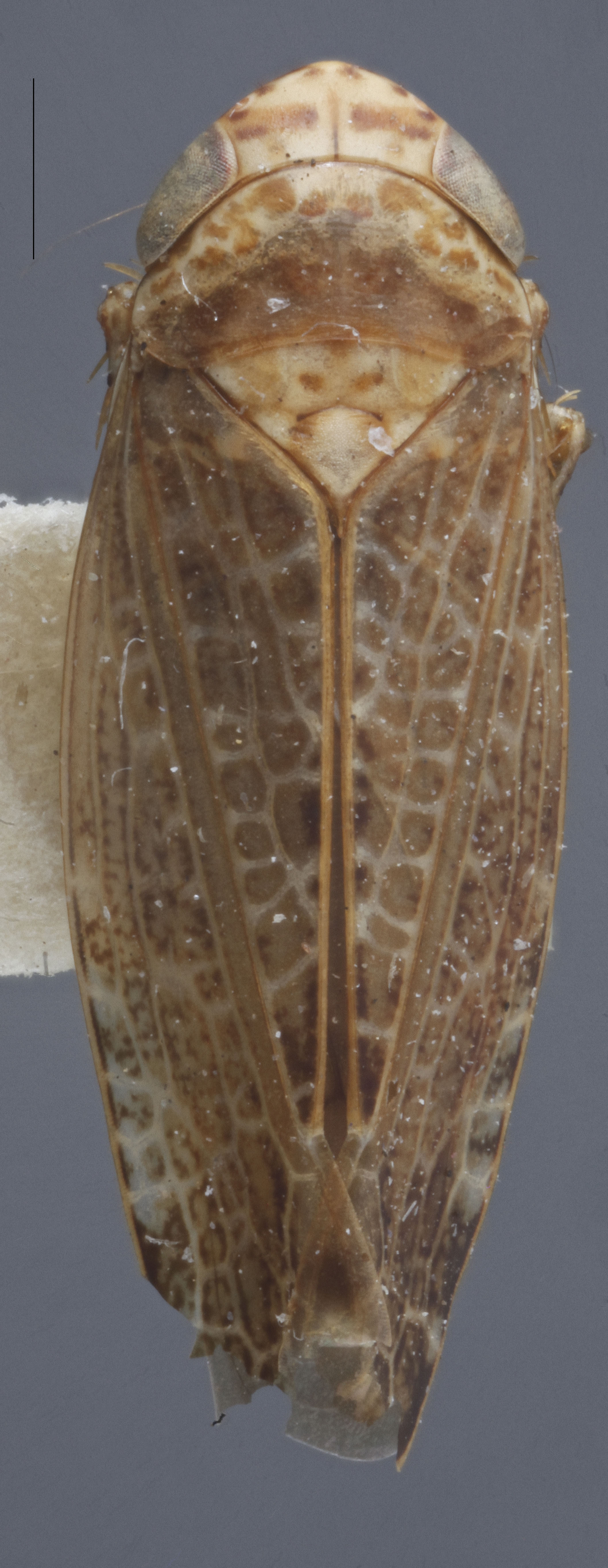Habitus, dorsal view: !! display not done !! on Allygidius (Dicrallygus) furcatus (Ferrari, 1882): Dorsal. (Observation).