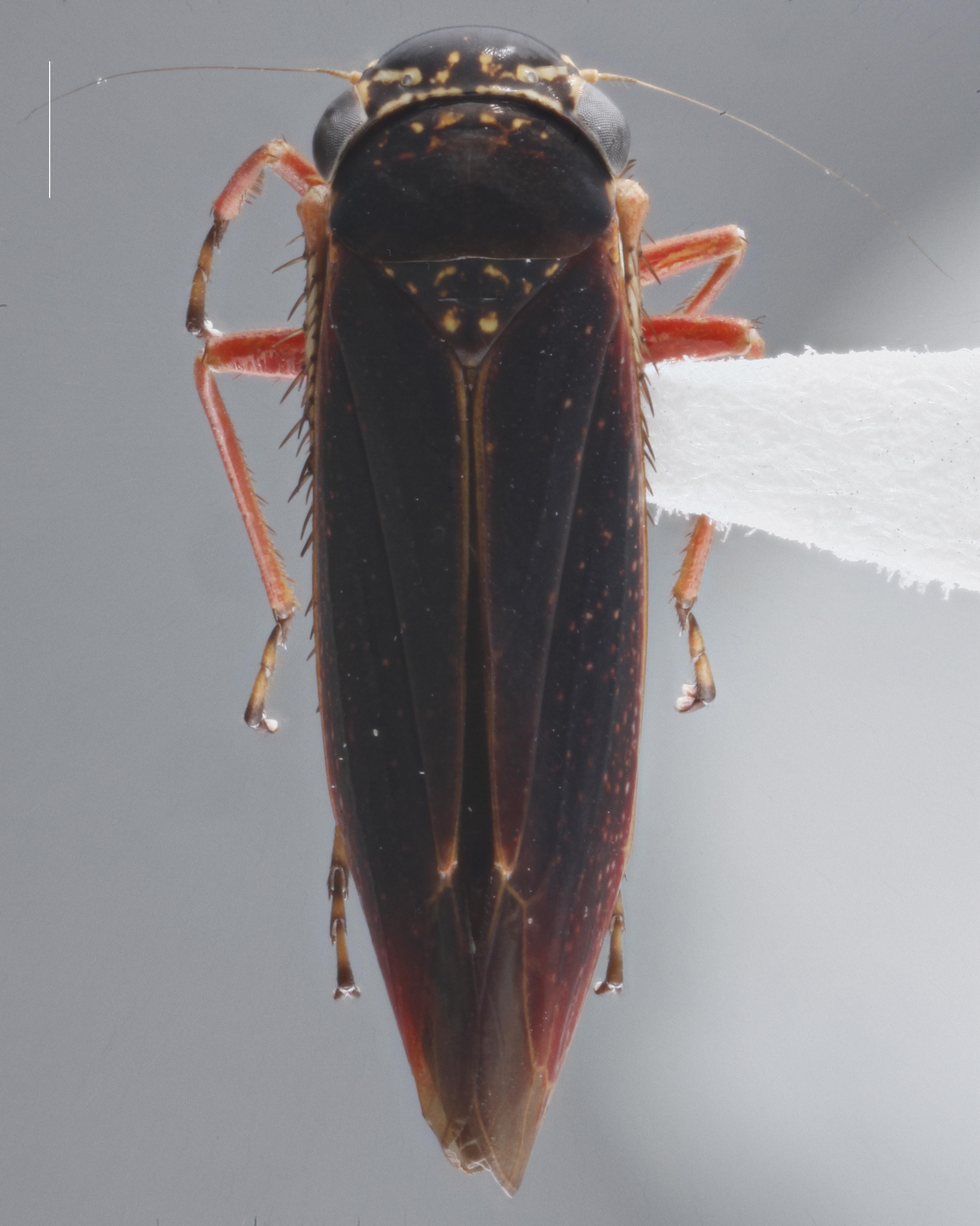 Habitus, dorsal view: !! display not done !! on Amblyscarta Stål, 1869: Dorsal. (Observation).