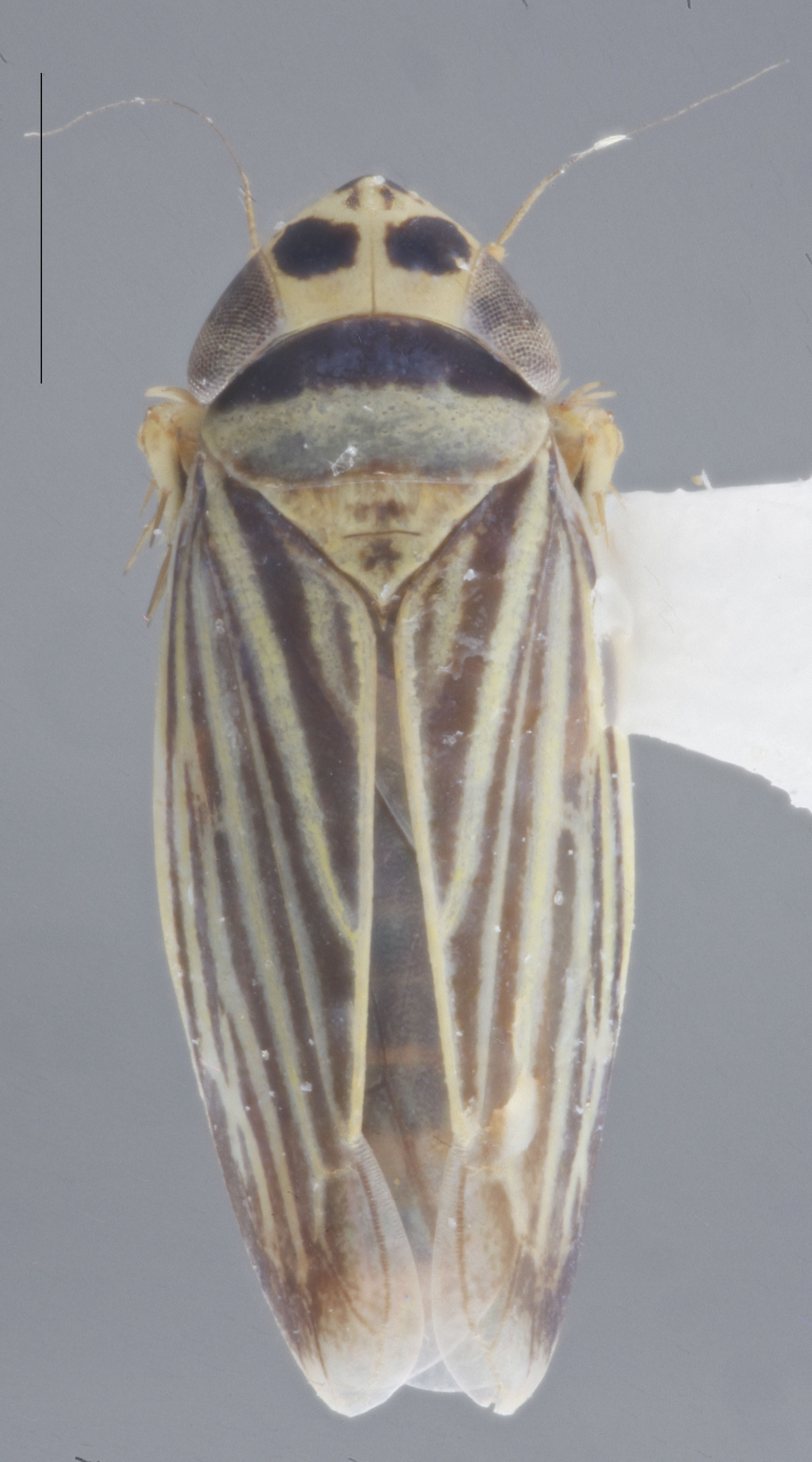 Habitus, dorsal view: !! display not done !! on Amblysellus curtisii (Fitch, 1851): Dorsal. (Observation).
