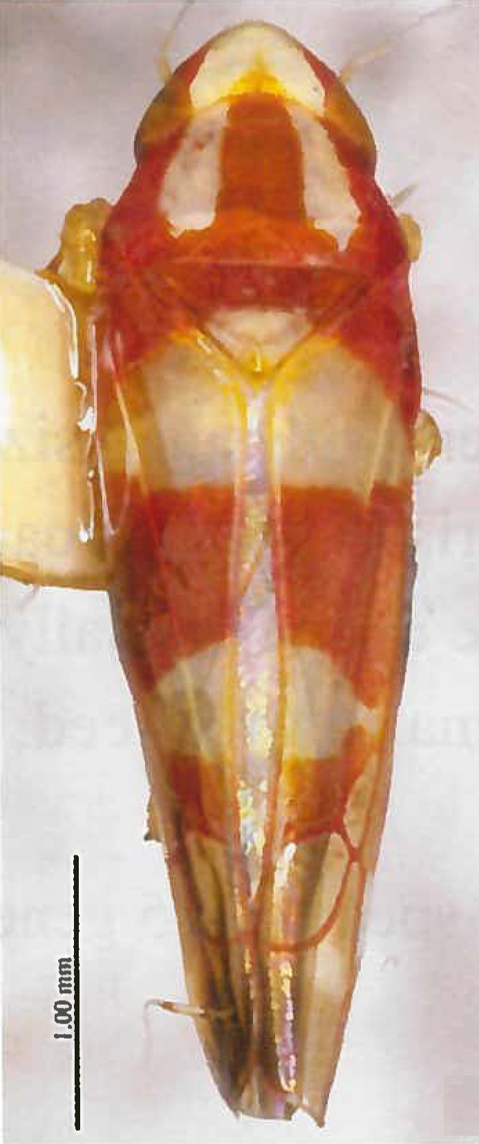 Habitus, dorsal view: !! display not done !! on Ommatocyba biguttata (Wang & Li, 2003): (Observation).