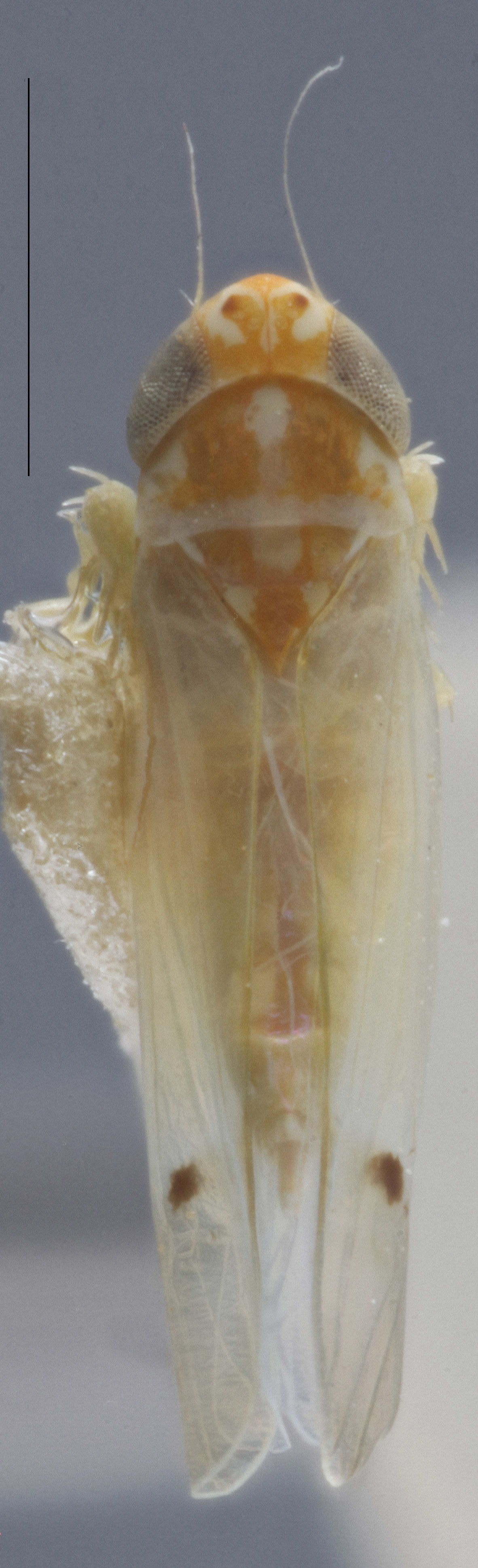 Habitus, dorsal view: Dorsal. (Observation).