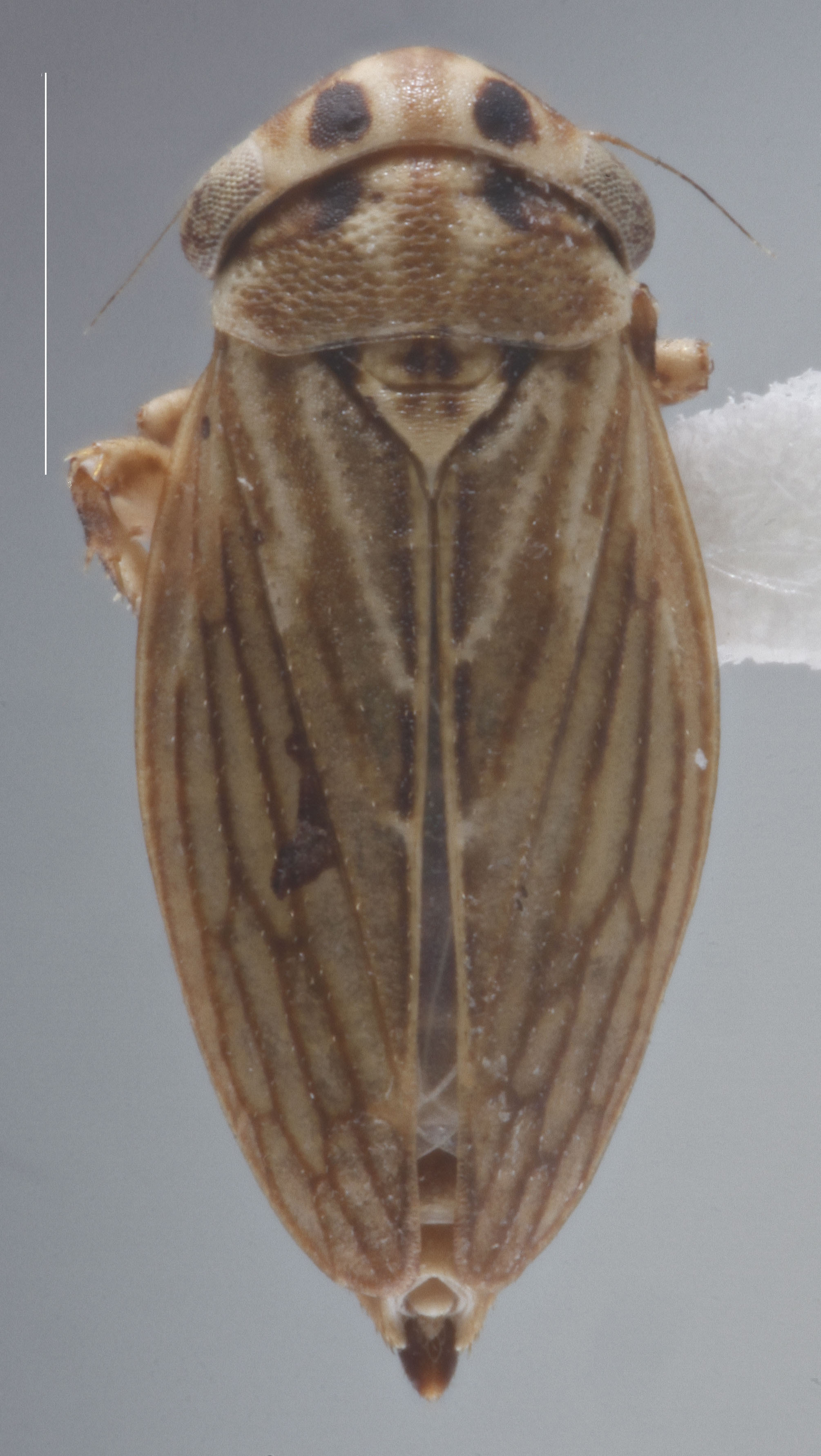 Habitus, dorsal view: !! display not done !! on Anaceratagallia (Anaceratagallia) fragariae Mitjaev, 1971: Dorsal. (Observation).
