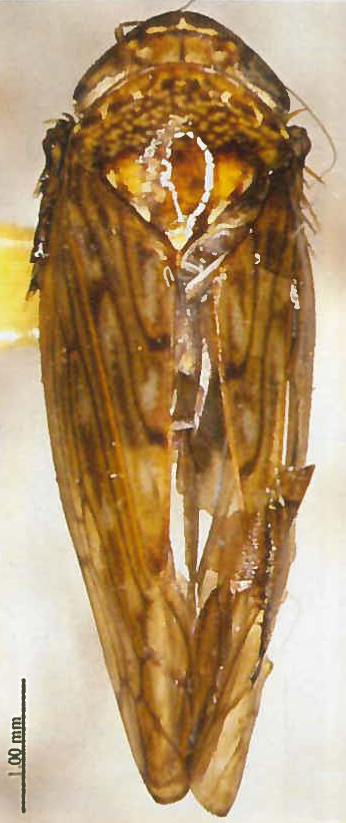 Habitus, dorsal view: !! display not done !! on Scaphoidella wideaedeagus (Wang & Li, 2004): (Observation).