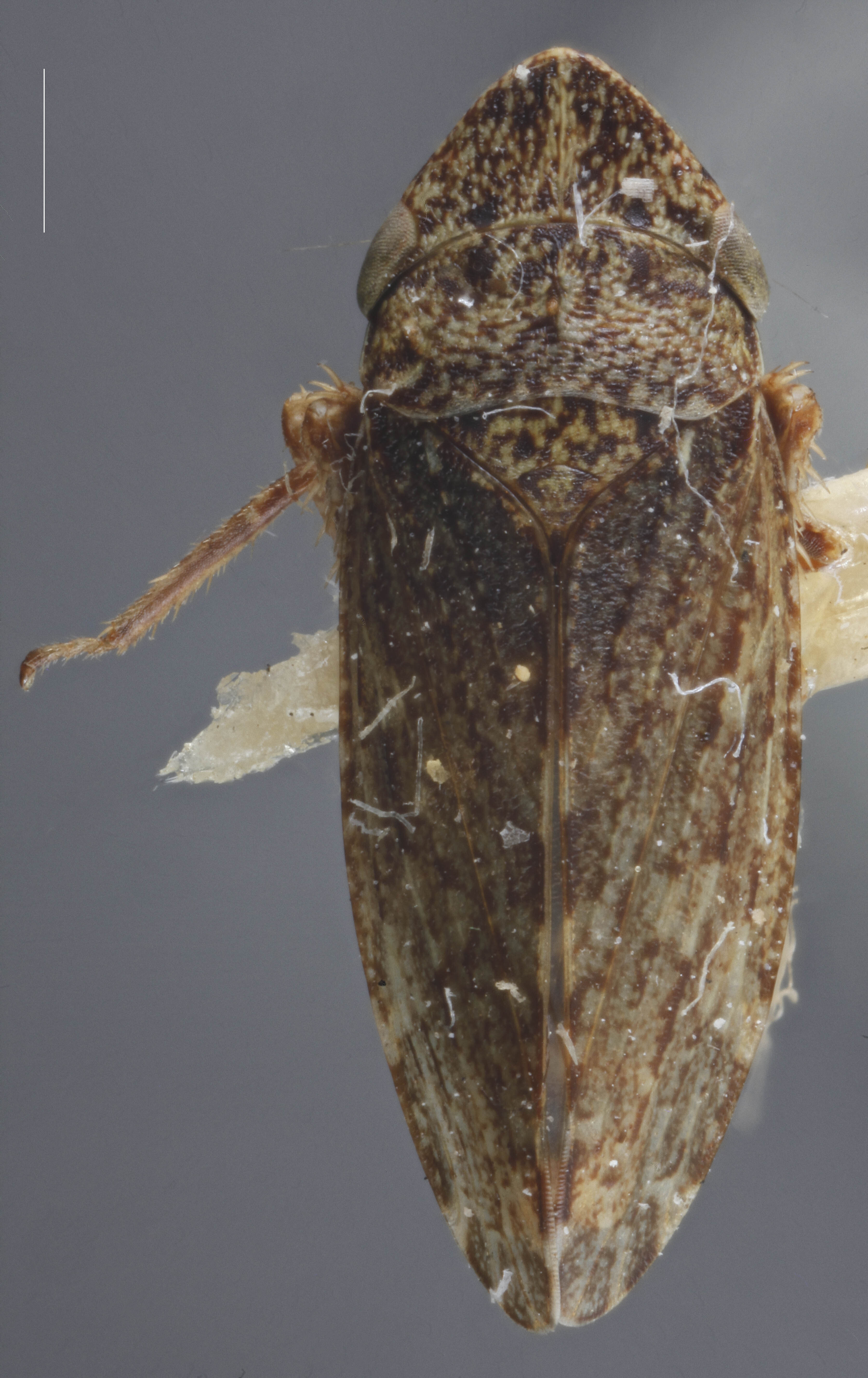 Habitus, dorsal view: !! display not done !! on Aphrodes bicincta (Schrank, 1776): Dorsal. (Observation).