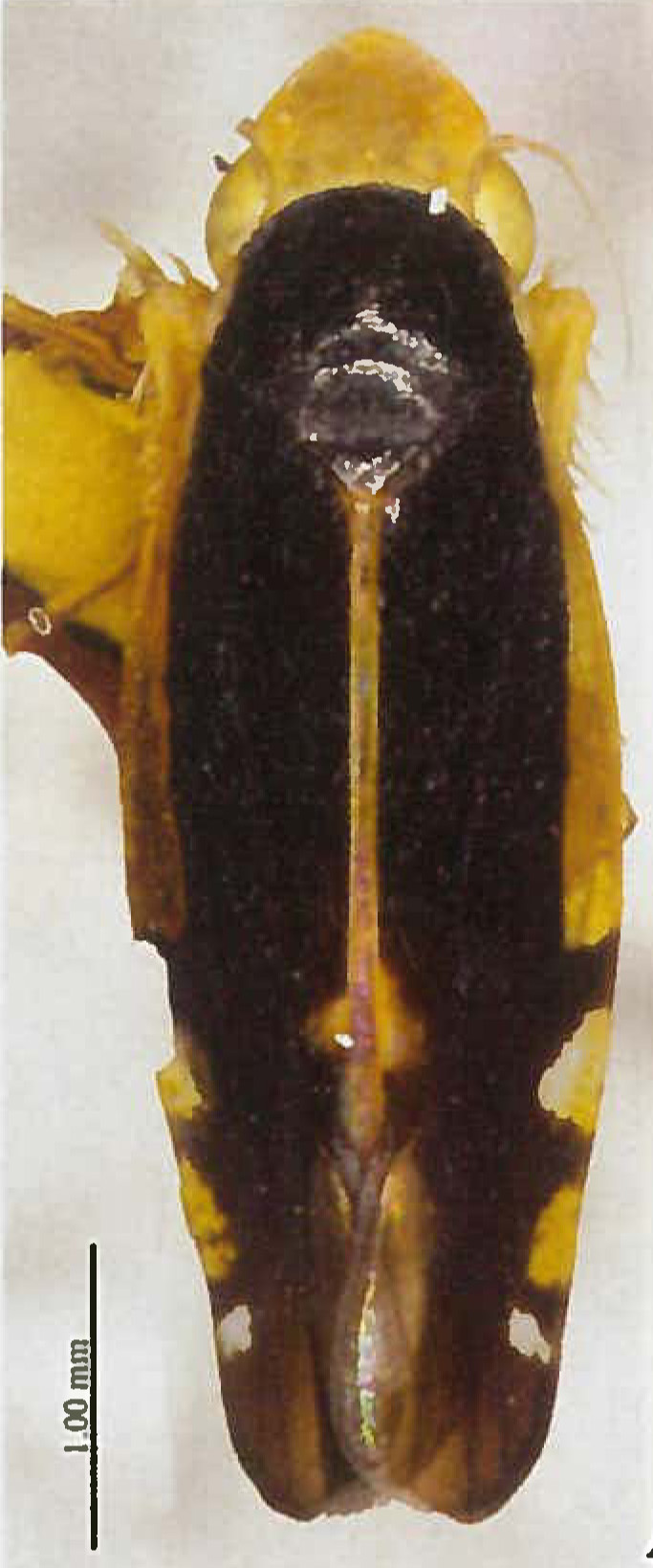 Habitus, dorsal view: (Observation).