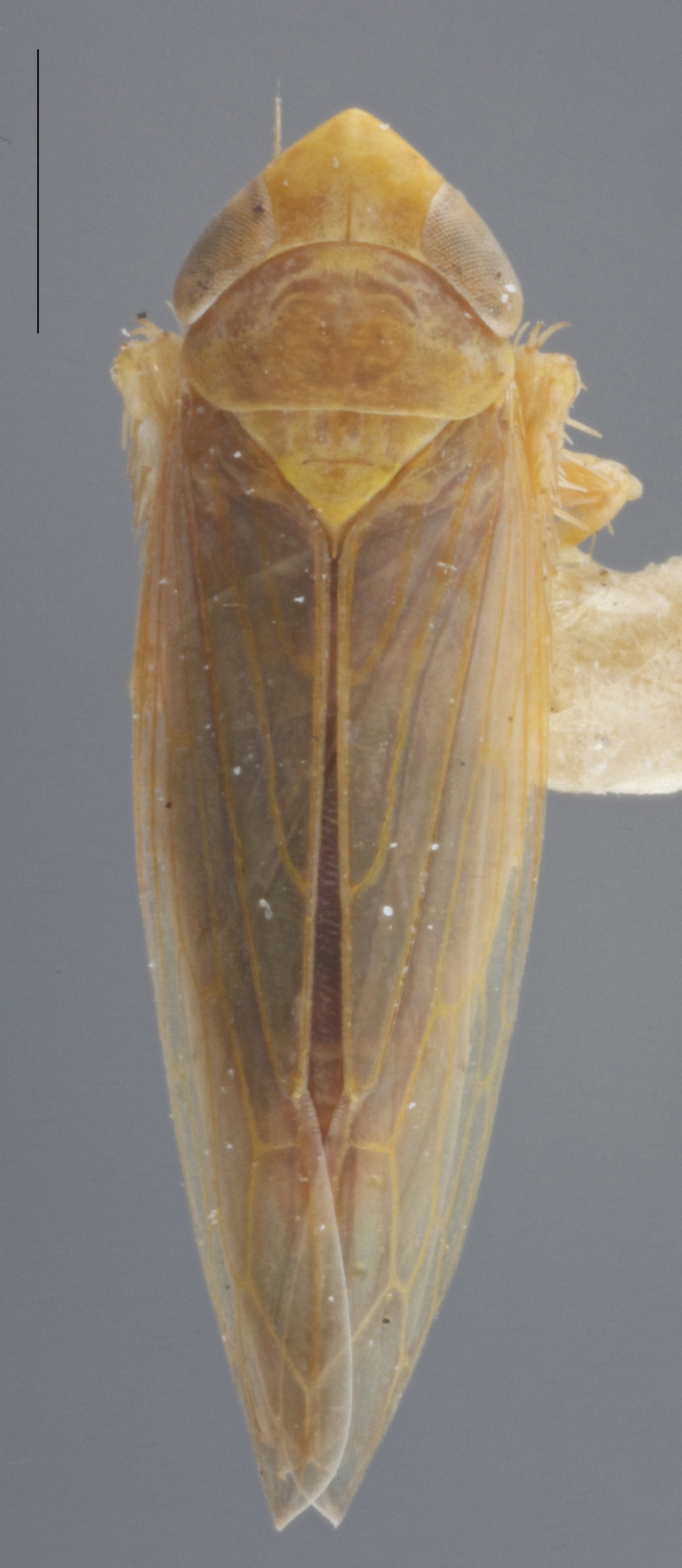 Habitus, dorsal view: !! display not done !! on Arundanus arundineus (DeLong, 1926): Dorsal. (Observation).