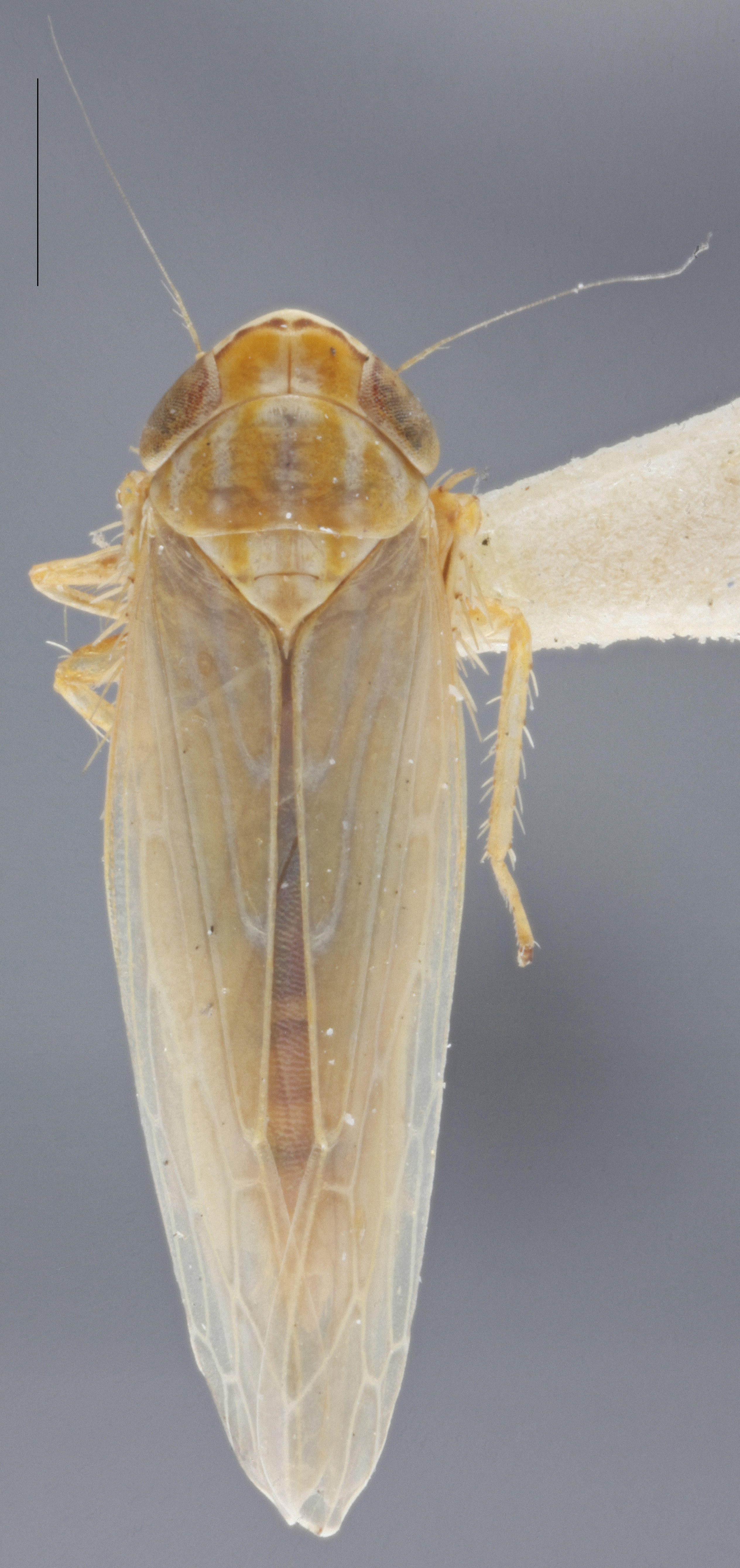 Habitus, dorsal view: !! display not done !! on Arundanus marginellus DeLong, 1935: Dorsal. (Observation).