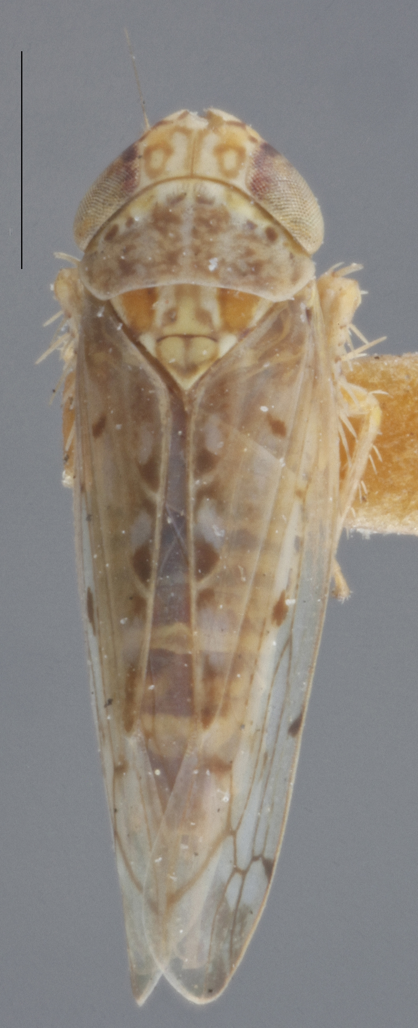 Habitus, dorsal view: !! display not done !! on Atanus perspicillatus (Osborn & Ball, 1897): Dorsal. (Observation).