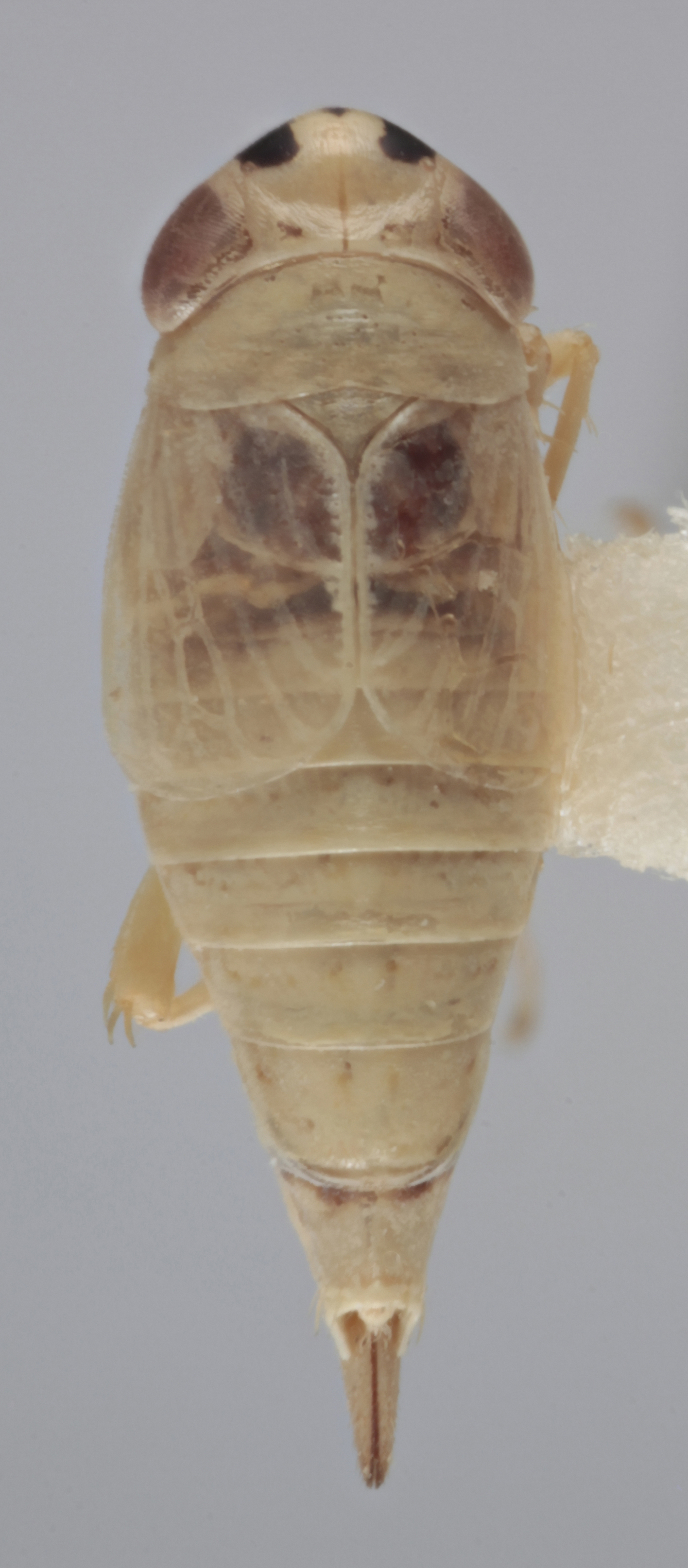 Habitus, dorsal view: Dorsal - Female. (Observation).