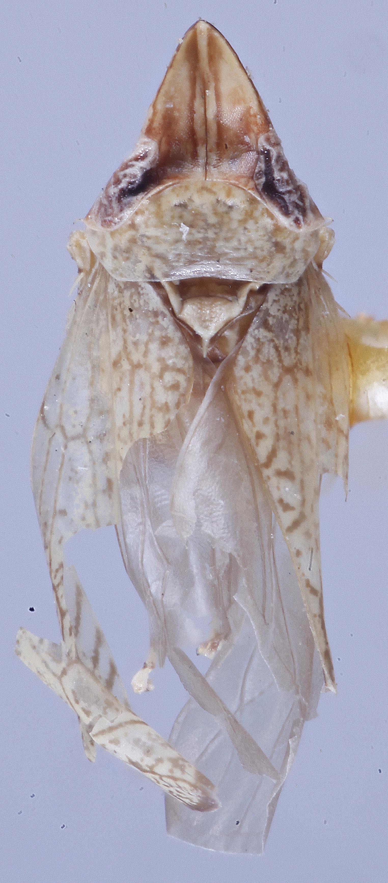 Habitus, dorsal view: !! display not done !! on Scaphytopius texanus (DeLong, 1944): Holotype male, Ohio State U. (Observation).