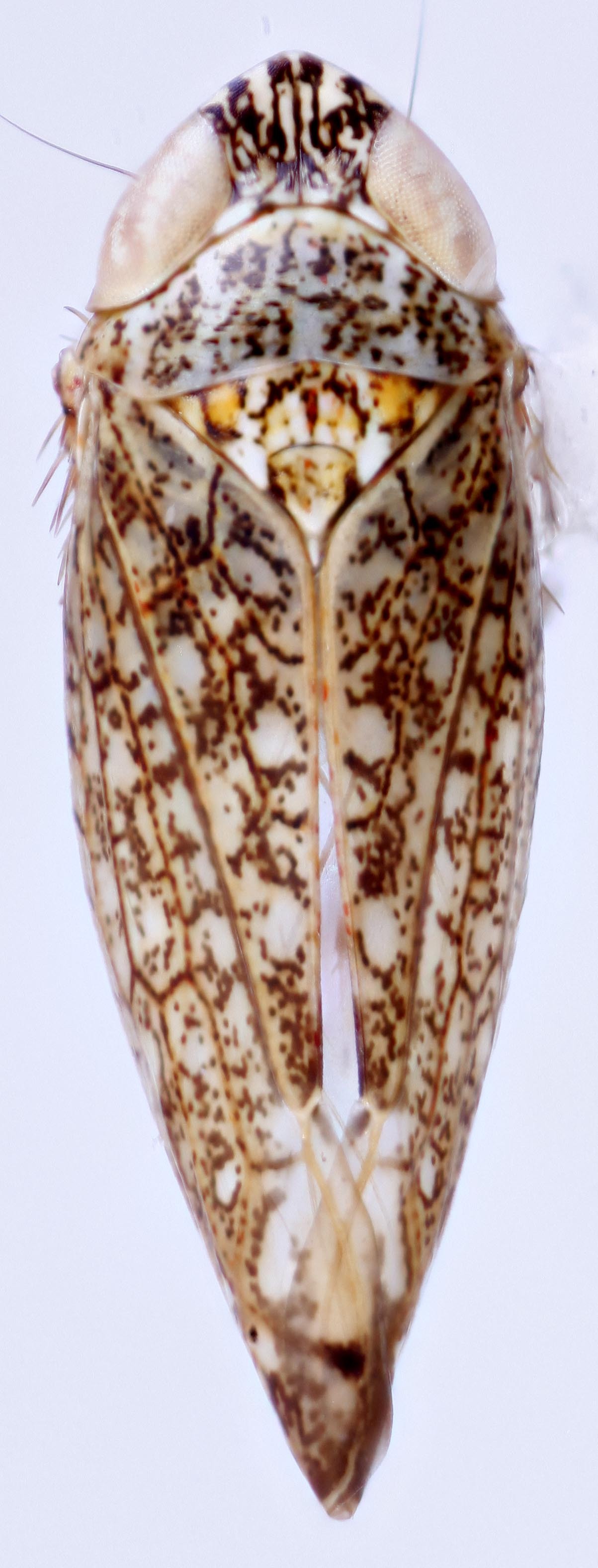Habitus, dorsal view: !! display not done !! on Scaphytopius torridus (Ball, 1916): Ohio State U. (Observation).