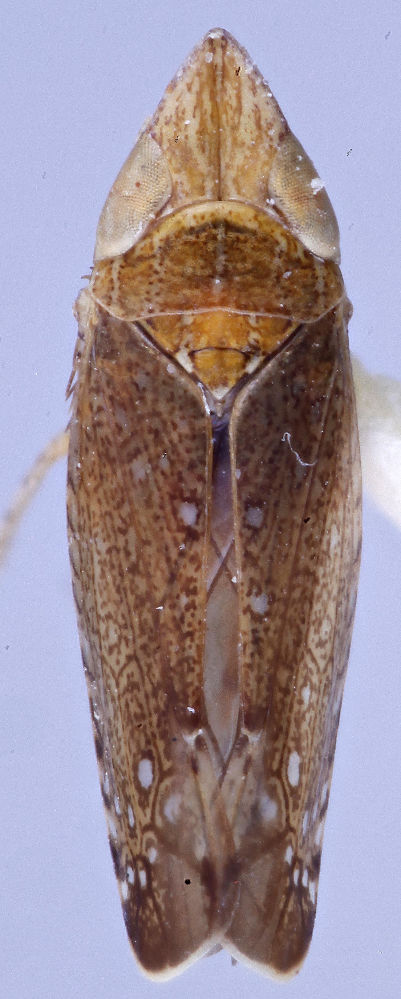 Habitus, dorsal view: !! display not done !! on Scaphytopius meridianus Hepner, 1946: Ohio State U. (Observation).