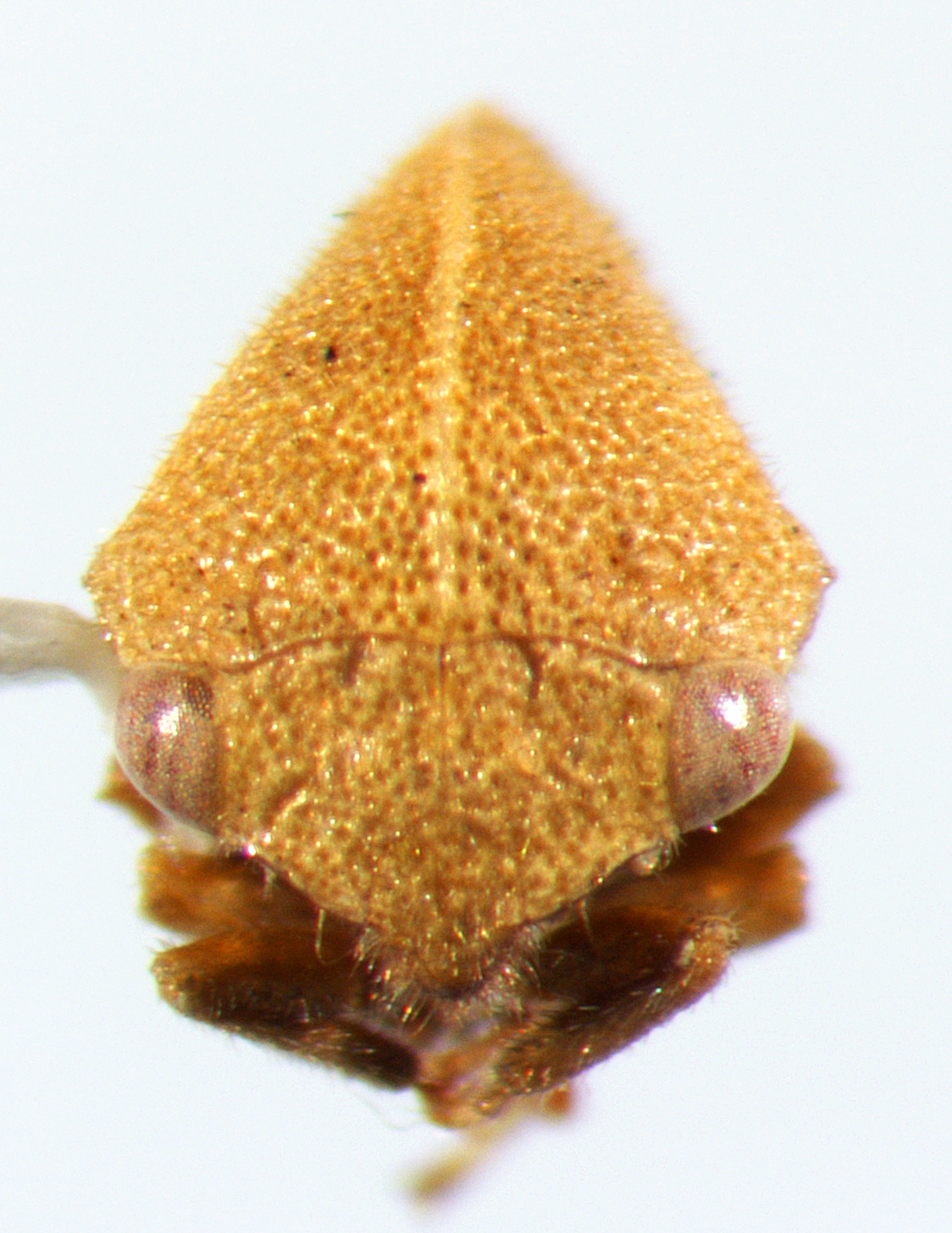 Amastris Stål, 1862: _Amastris lycioda_. (Otu).