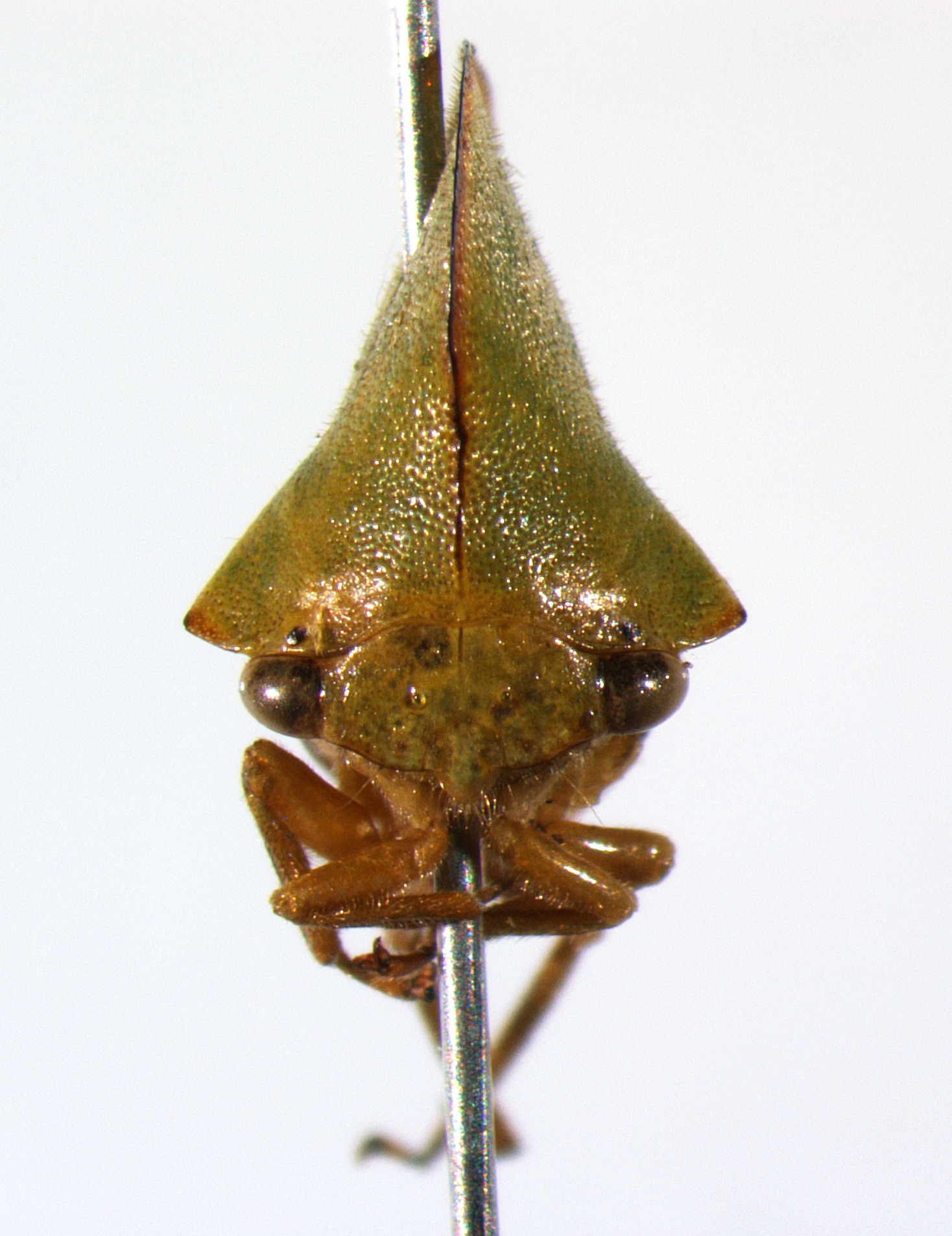 Archasia Stål, 1867: _Archasia belfragei_. (Otu).