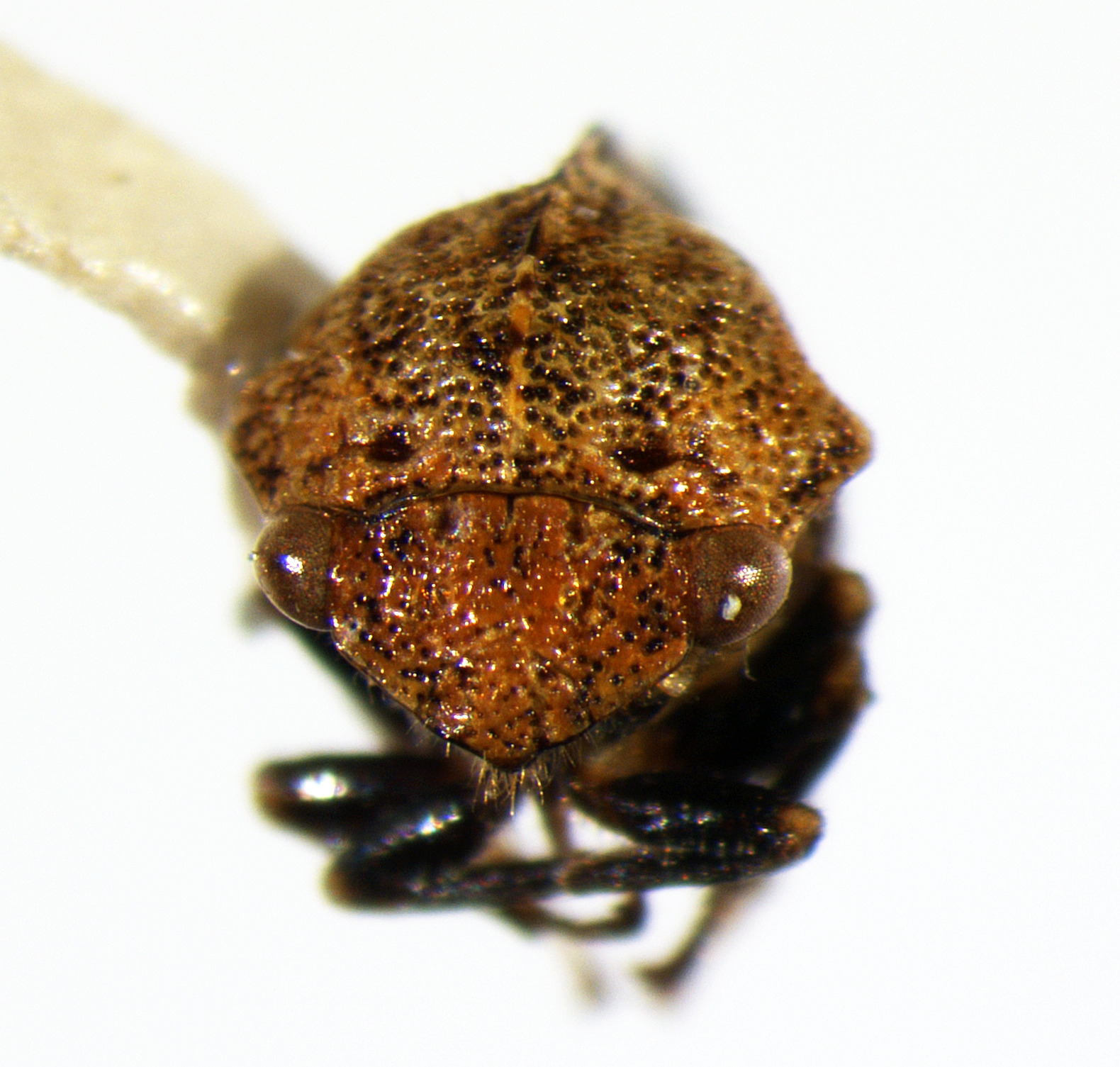 Ashmeadea Goding, 1892: _Ashmeadea carinata_. (Otu).