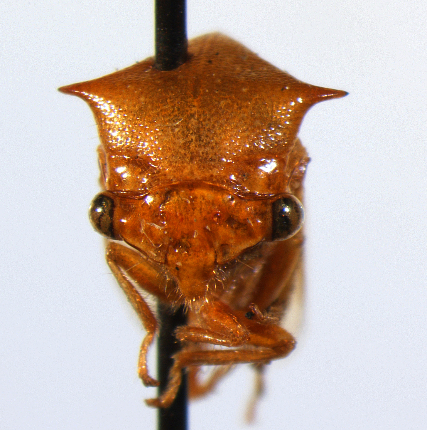 Ceresa Amyot & Audinet-Serville, 1843: _Ceresa vitulus_. (Otu).