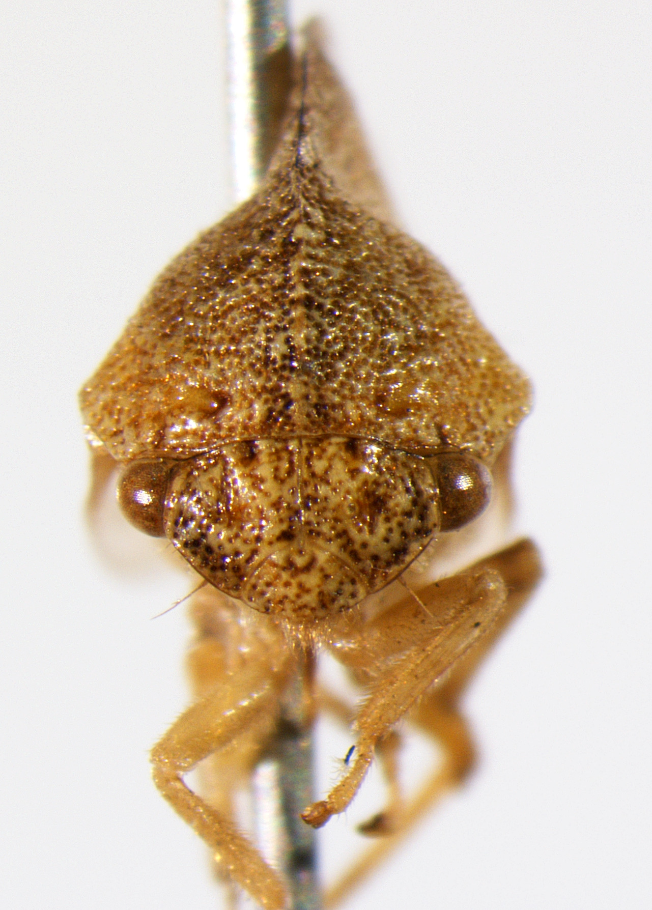 Cyrtolobus Goding, 1892: _Cyrtolobus arcuatus_. (Otu).