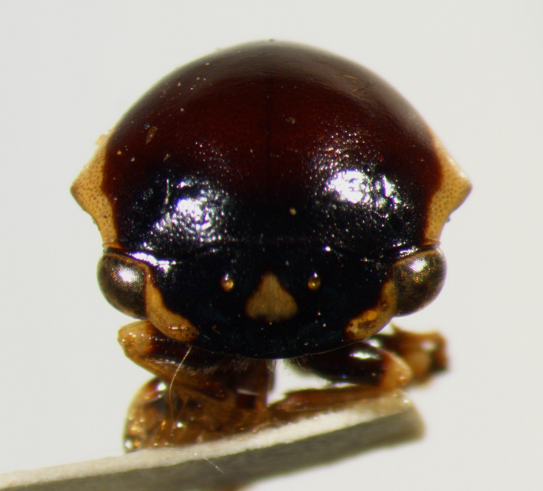 Darnis Fabricius, 1803: _Darnis lateralis_. (Otu).